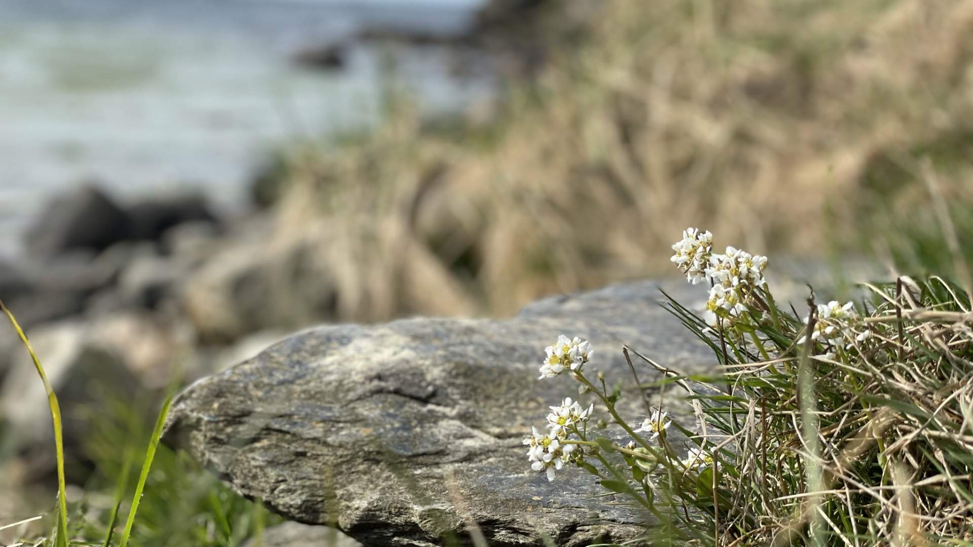 Die Bucht Vistevika und der Viste Strand