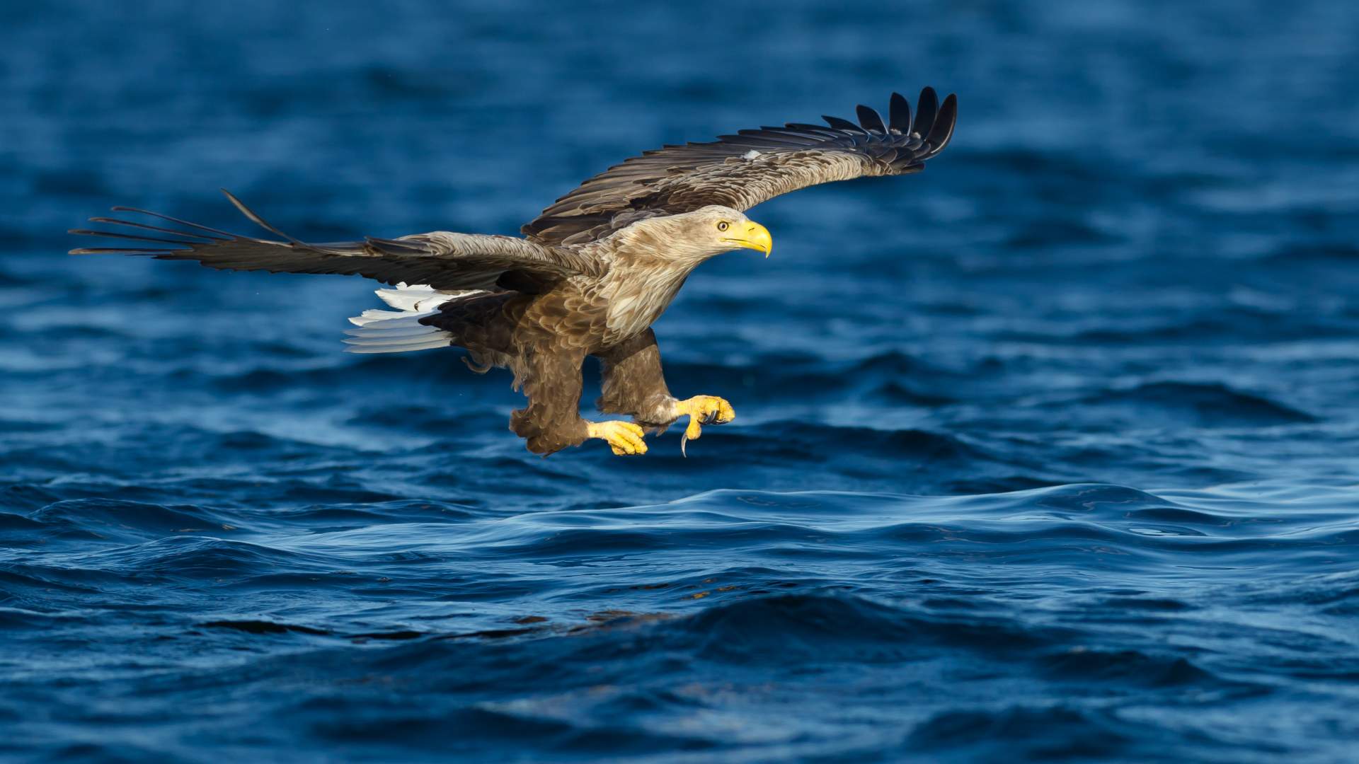 2-hour White Tailed Eagle Safari- Smøla Naturopplevelser