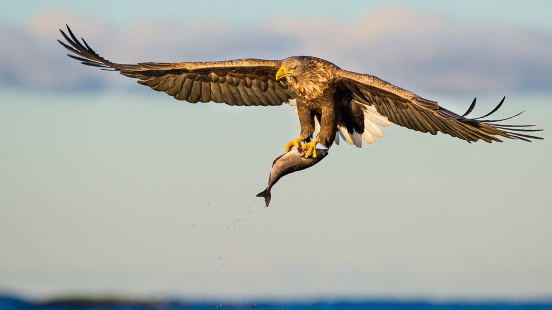 2-hour White Tailed Eagle Safari- Smøla Naturopplevelser