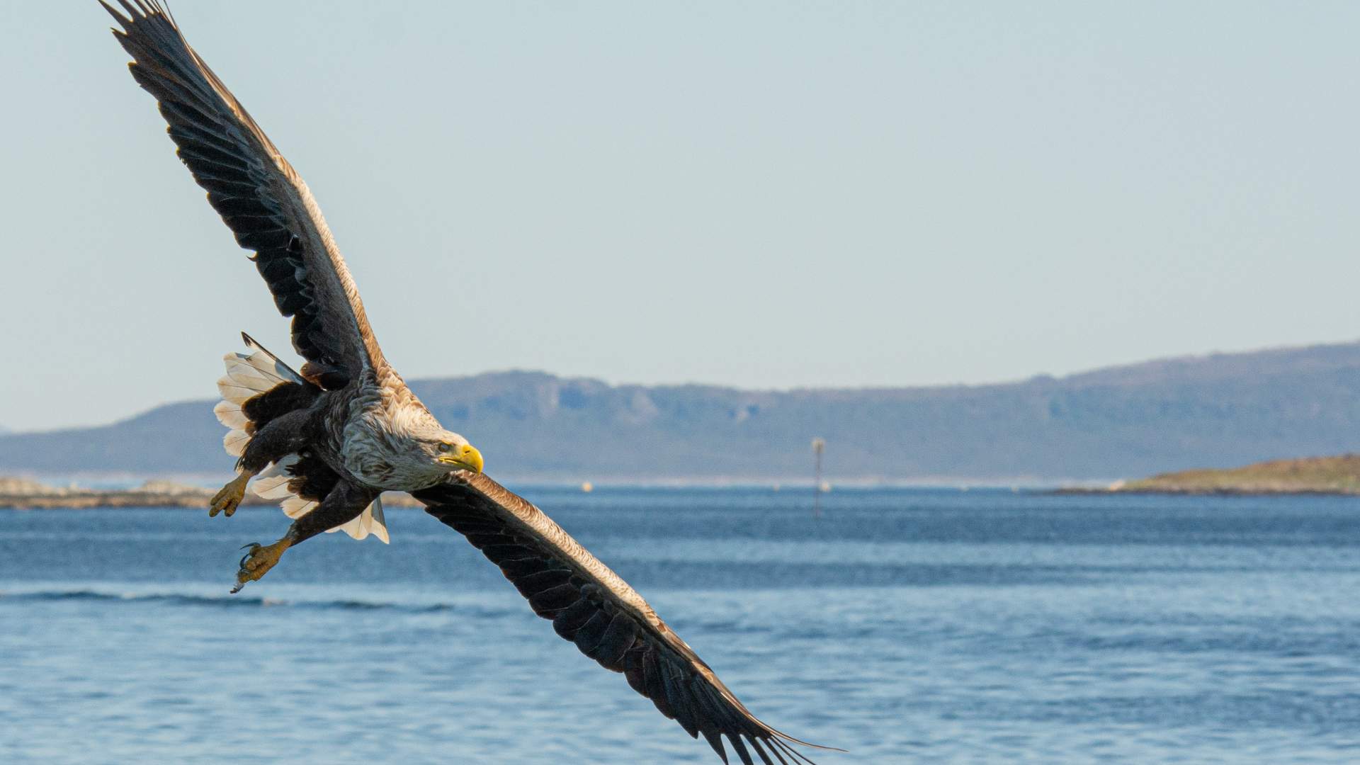 2-hour White Tailed Eagle Safari- Smøla Naturopplevelser