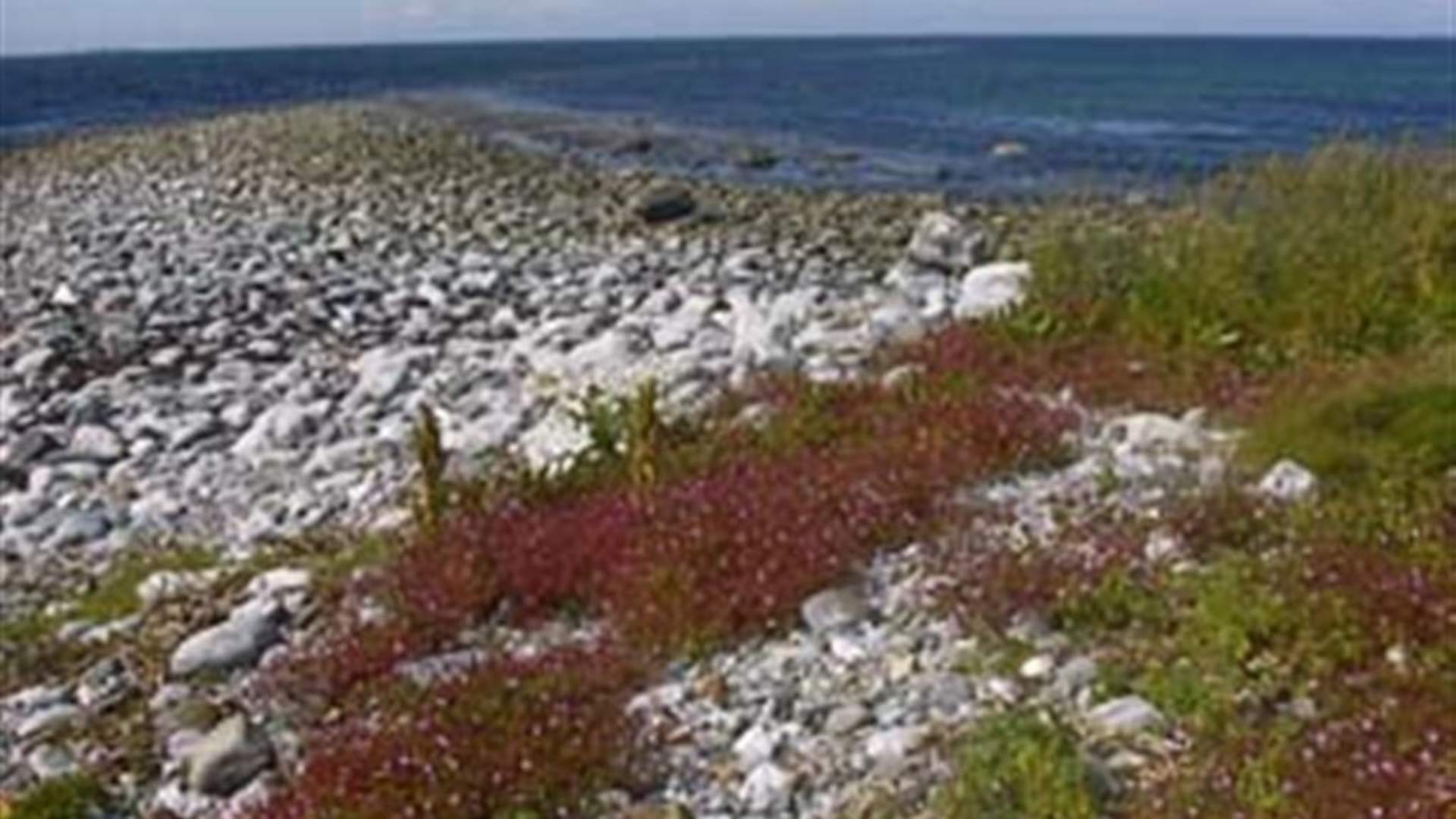 Makkevika fuglereservat