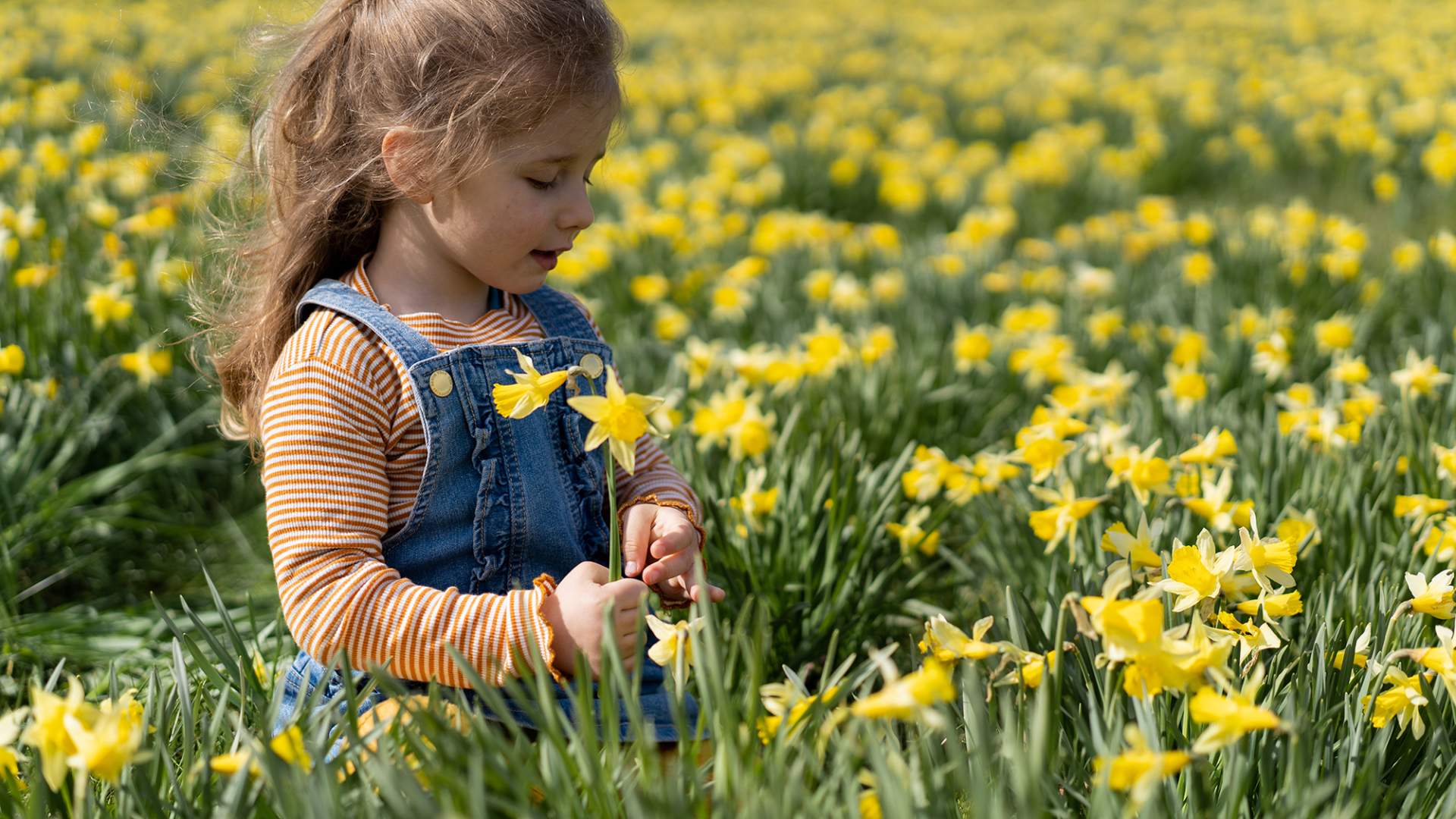 The daffodil field in Gossen