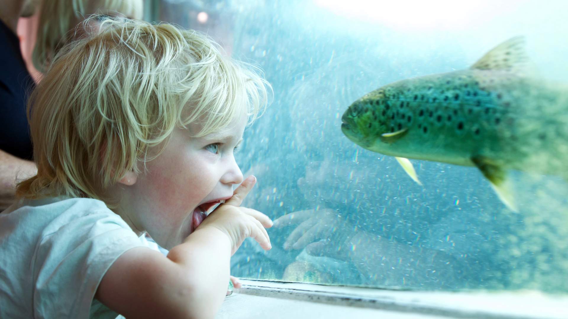 Laksestudio på Sand i Suldal