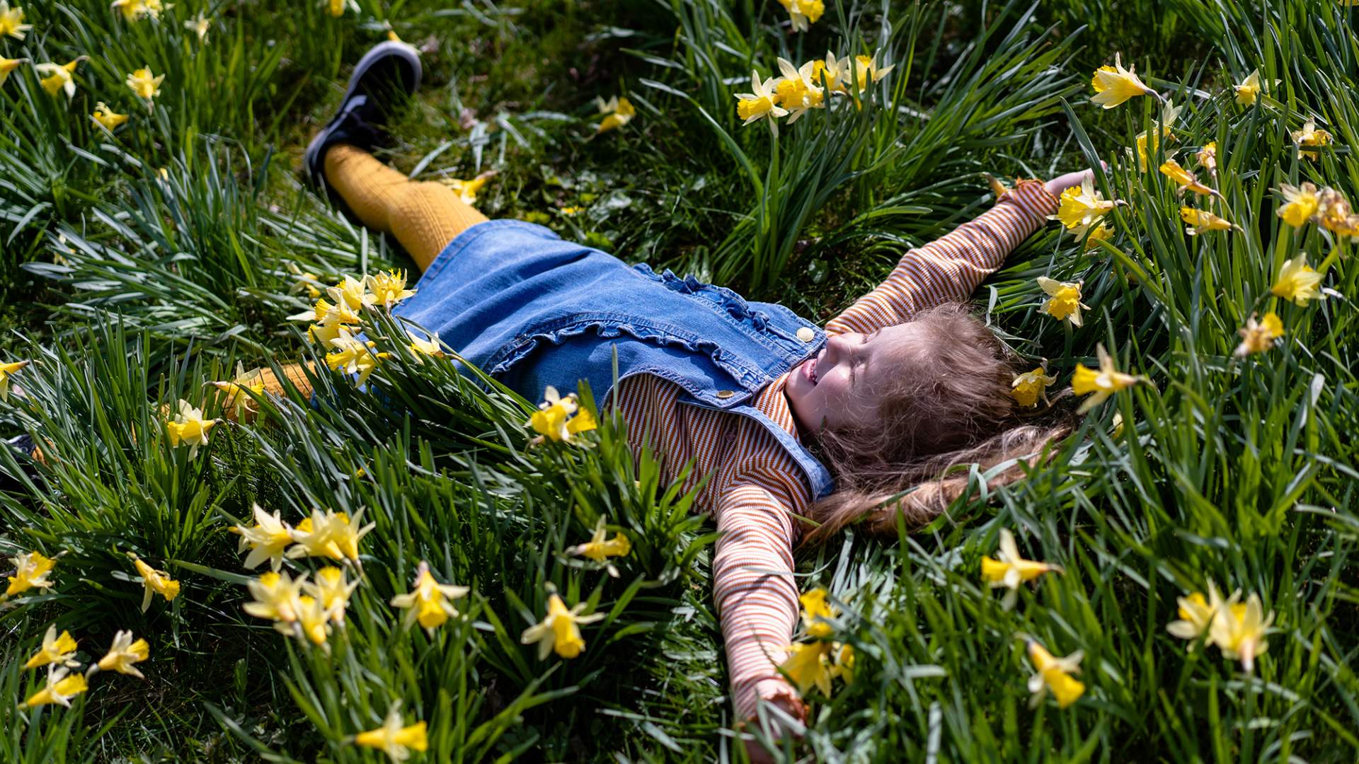 The daffodil field in Gossen