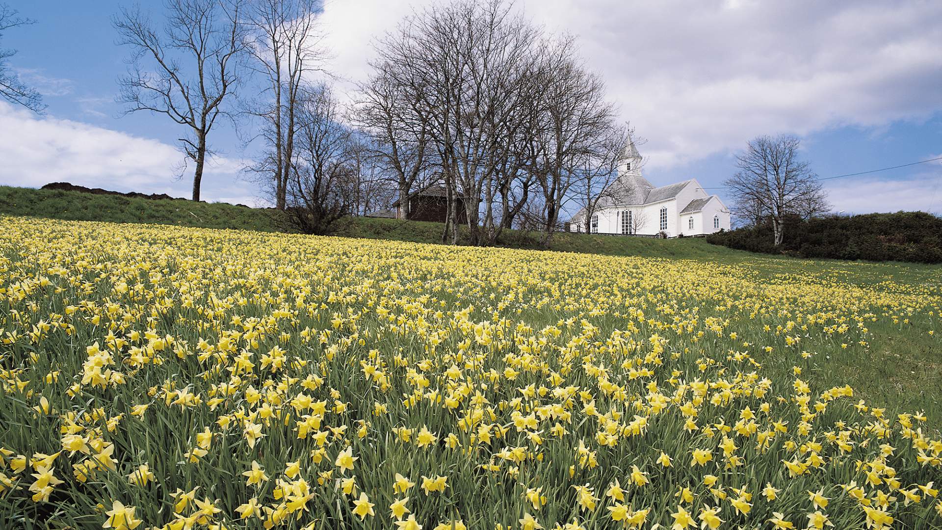 The daffodil field in Gossen