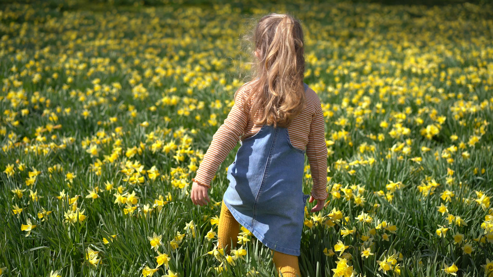 The daffodil field in Gossen