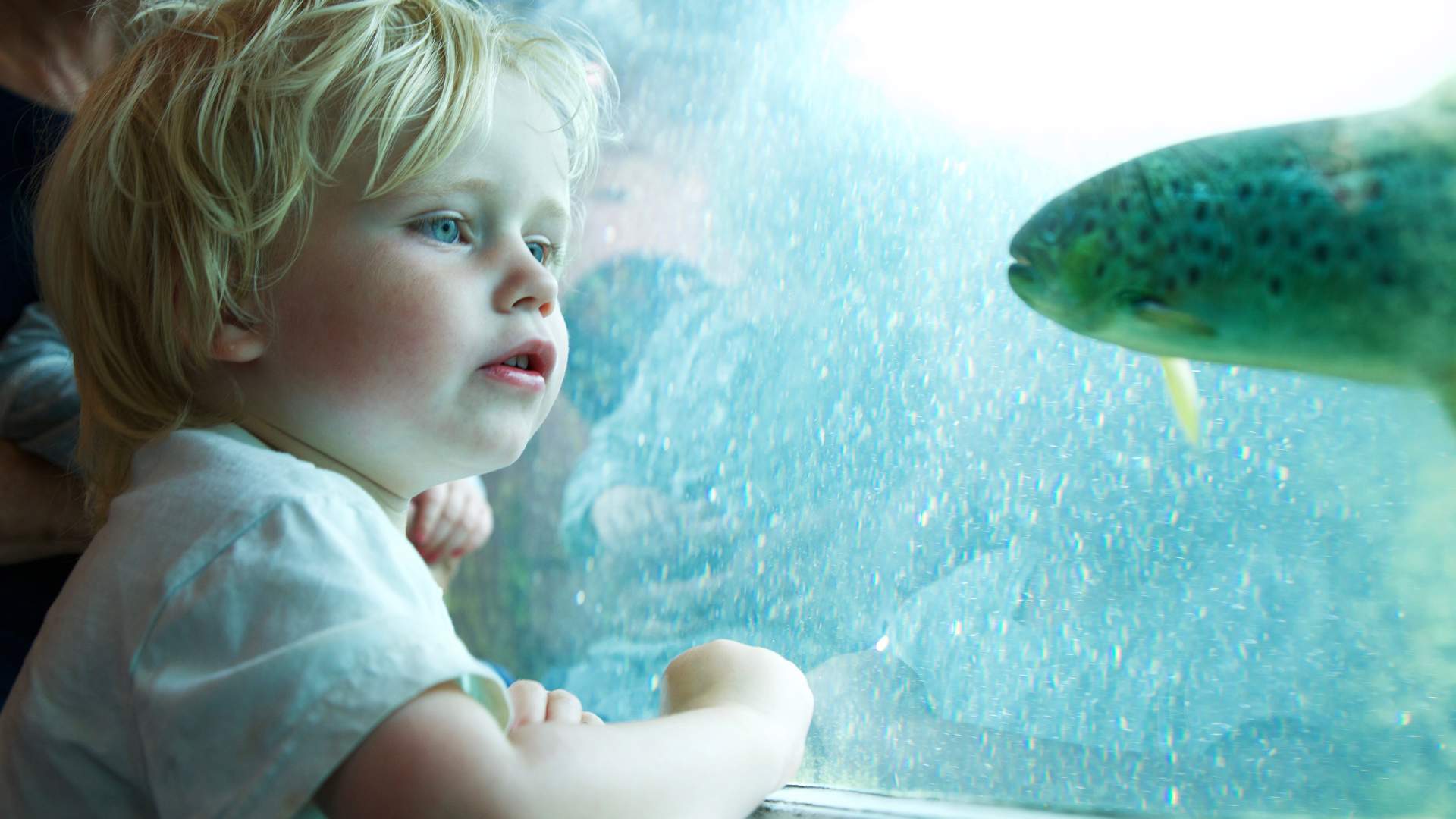 Laksestudio på Sand i Suldal