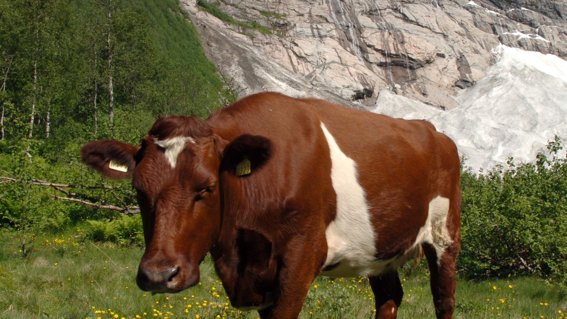 Bøyabreen, Fjærland