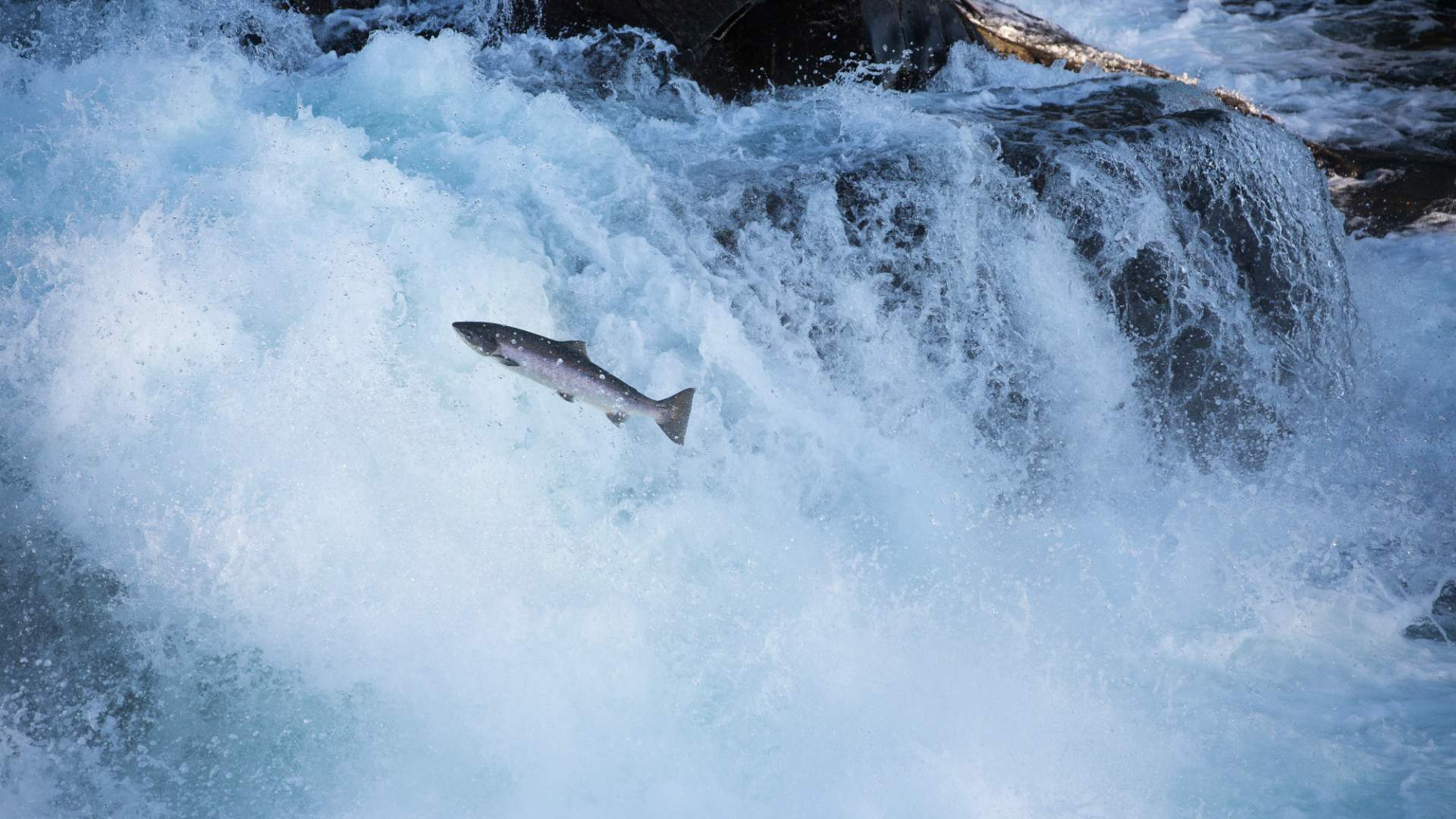 Suldalslågen in Suldal