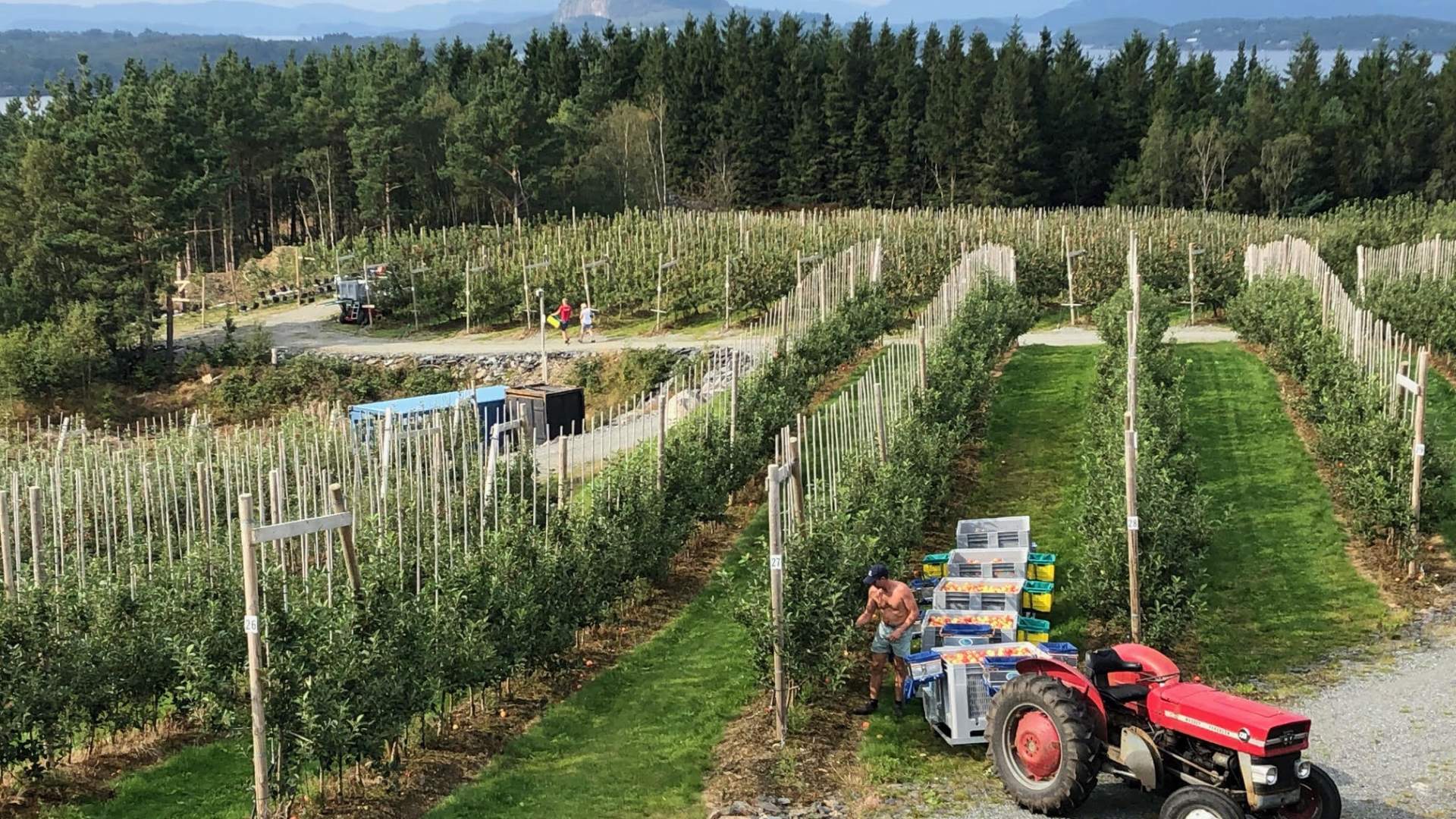Epleriet på Helgøy i Ryfylke