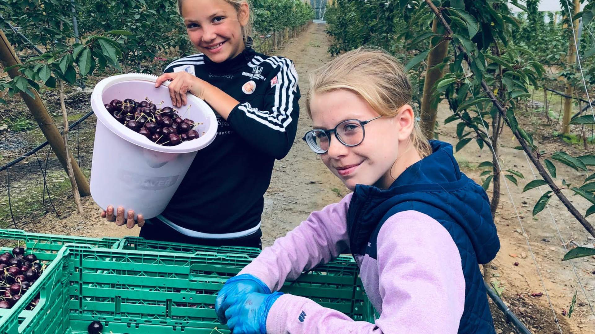 Epleriet på Helgøy i Ryfylke