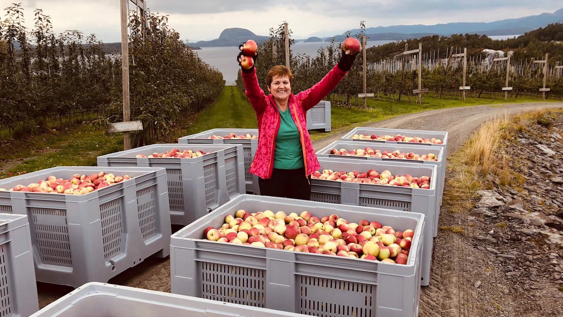 Epleriet på Helgøy i Ryfylke