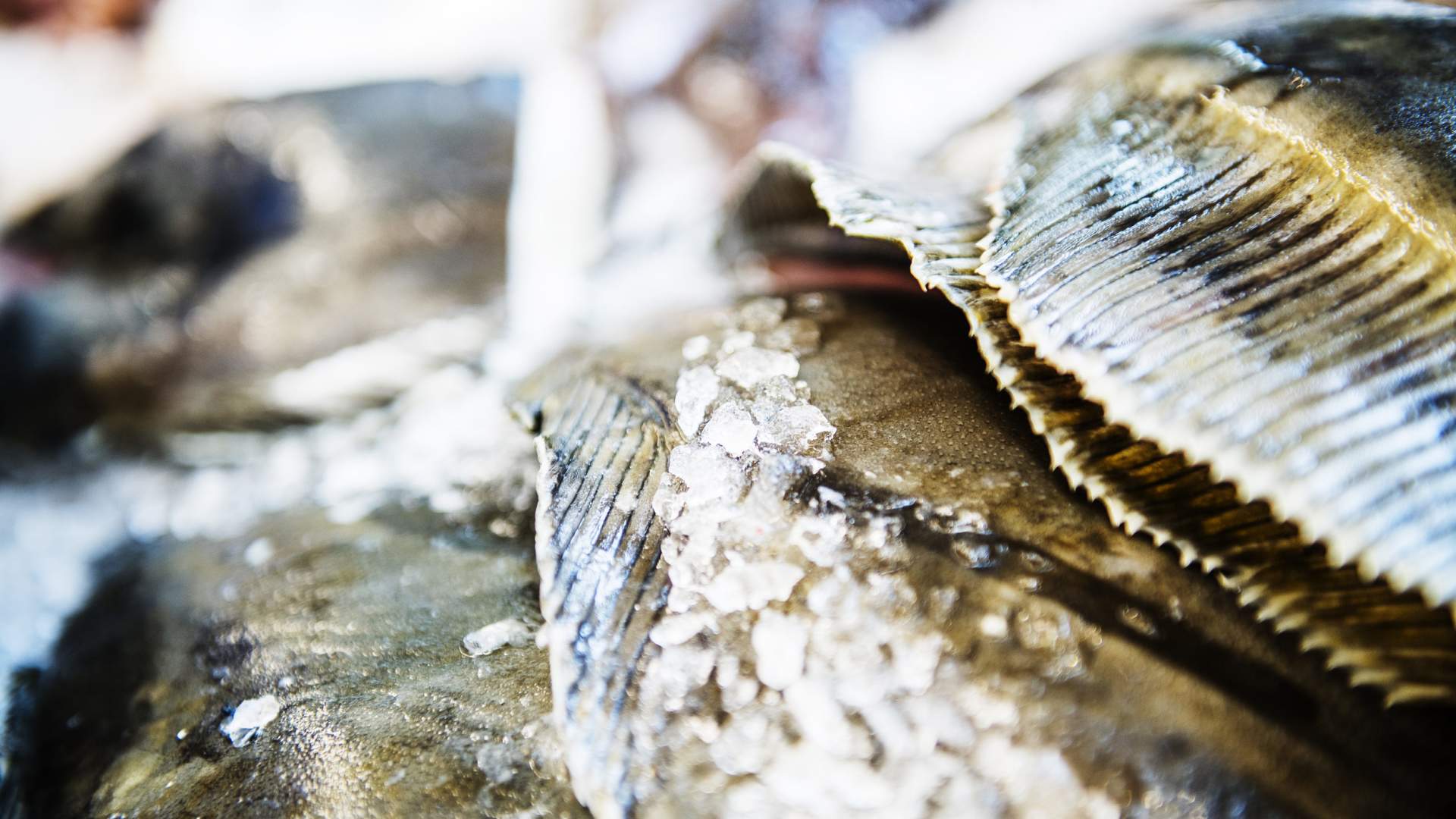 The fish market in Stavanger
