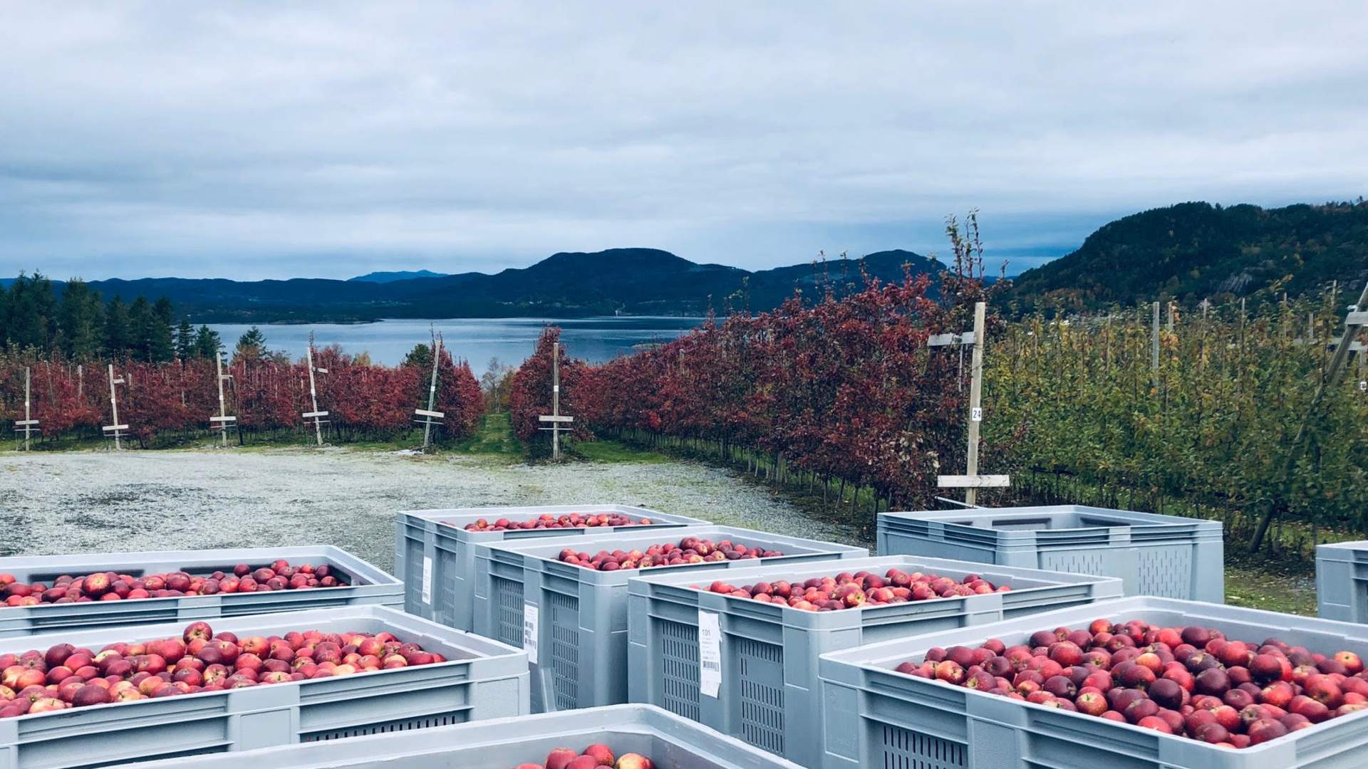 Epleriet på Helgøy i Ryfylke