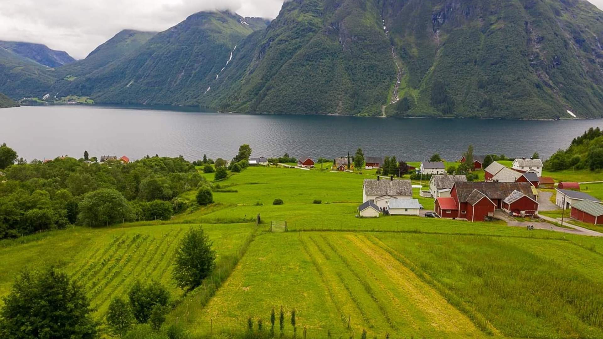 Hjørundfjorden sett fra Haula Vingård på Viddal