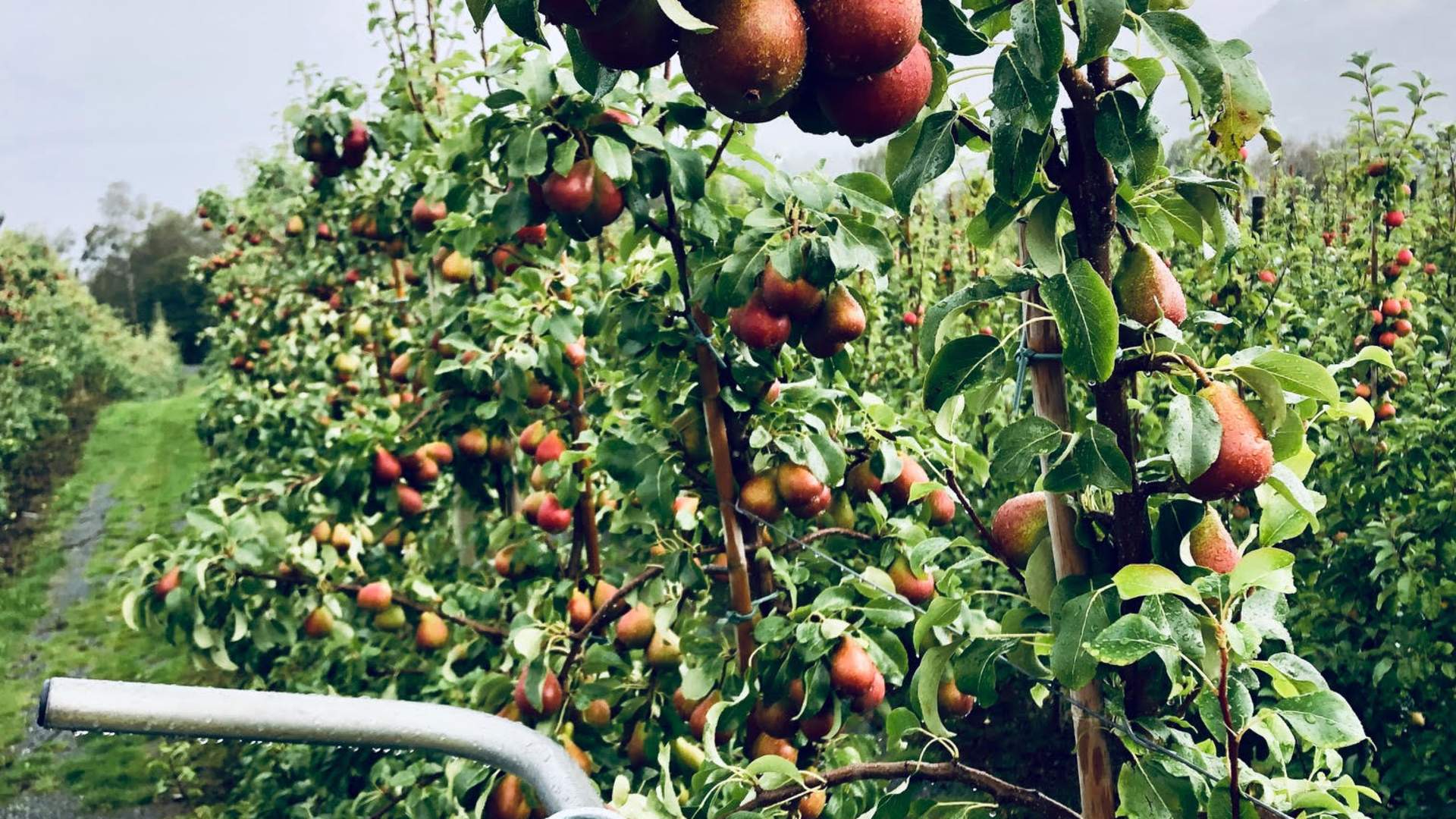 Trær fulle av pærer.