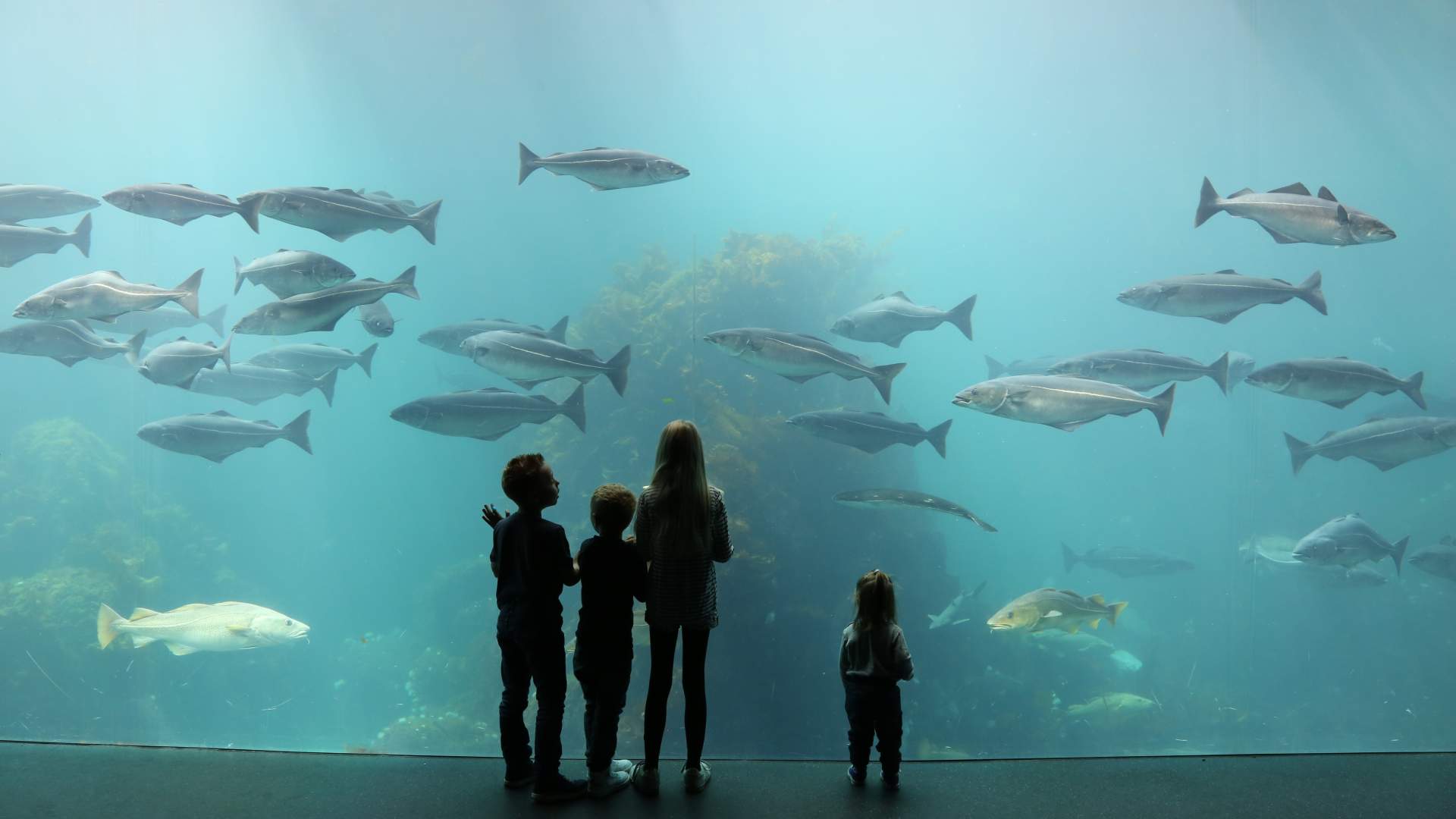 Atlanterhavsparken i Ålesund
