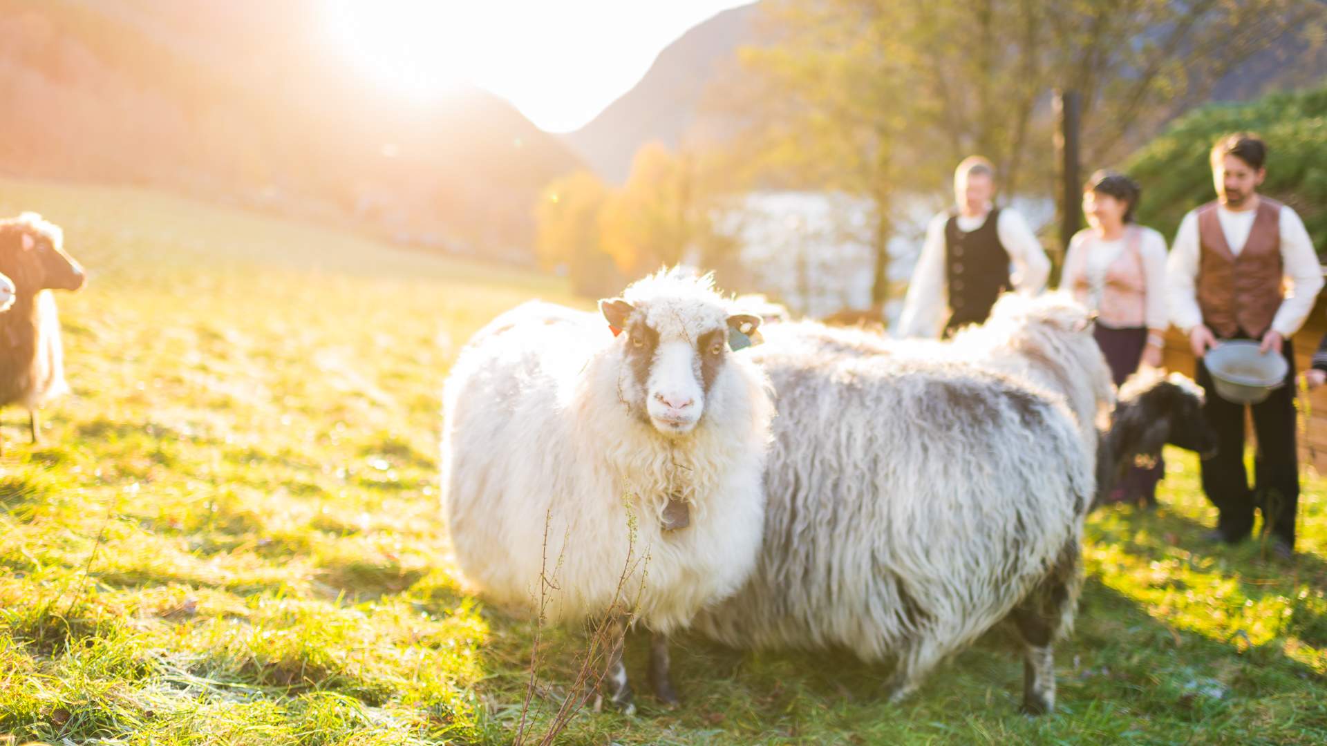 Haukali 333 near the Lysefjord