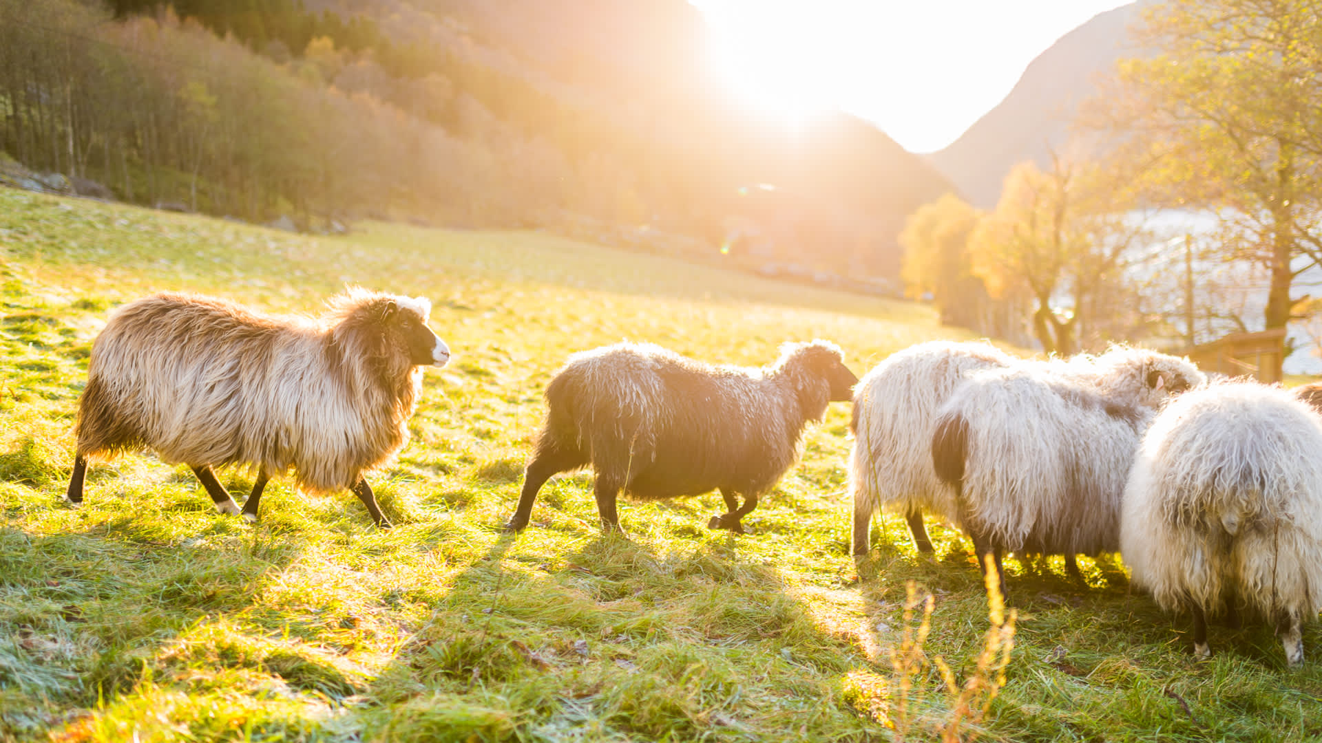 Haukali 333 near the Lysefjord