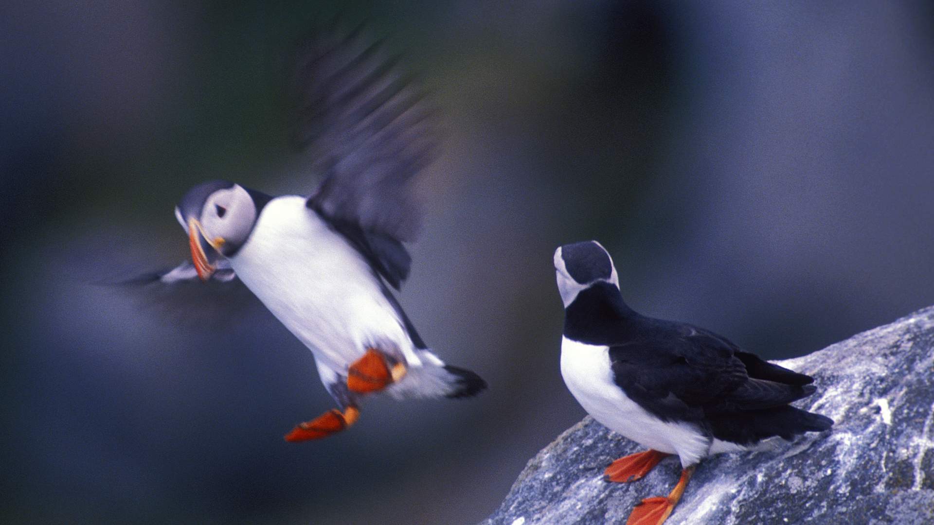 Round trip with expressboat and public bus from Ålesund to Runde bird island