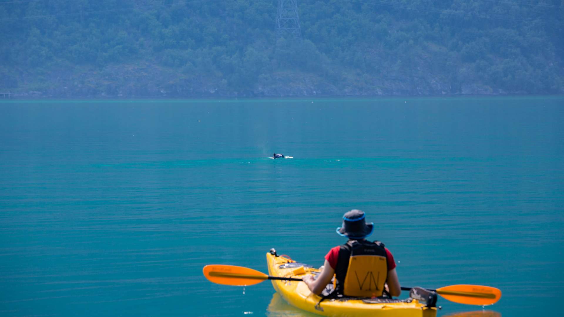 5 hours guided fjord paddle with a guide in Valldal