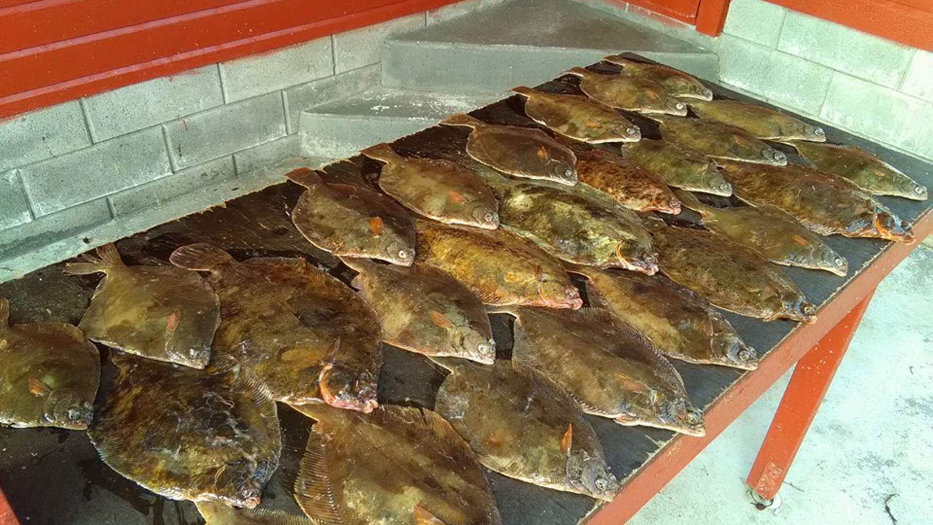 Saltkjelsnes camping - Fiske