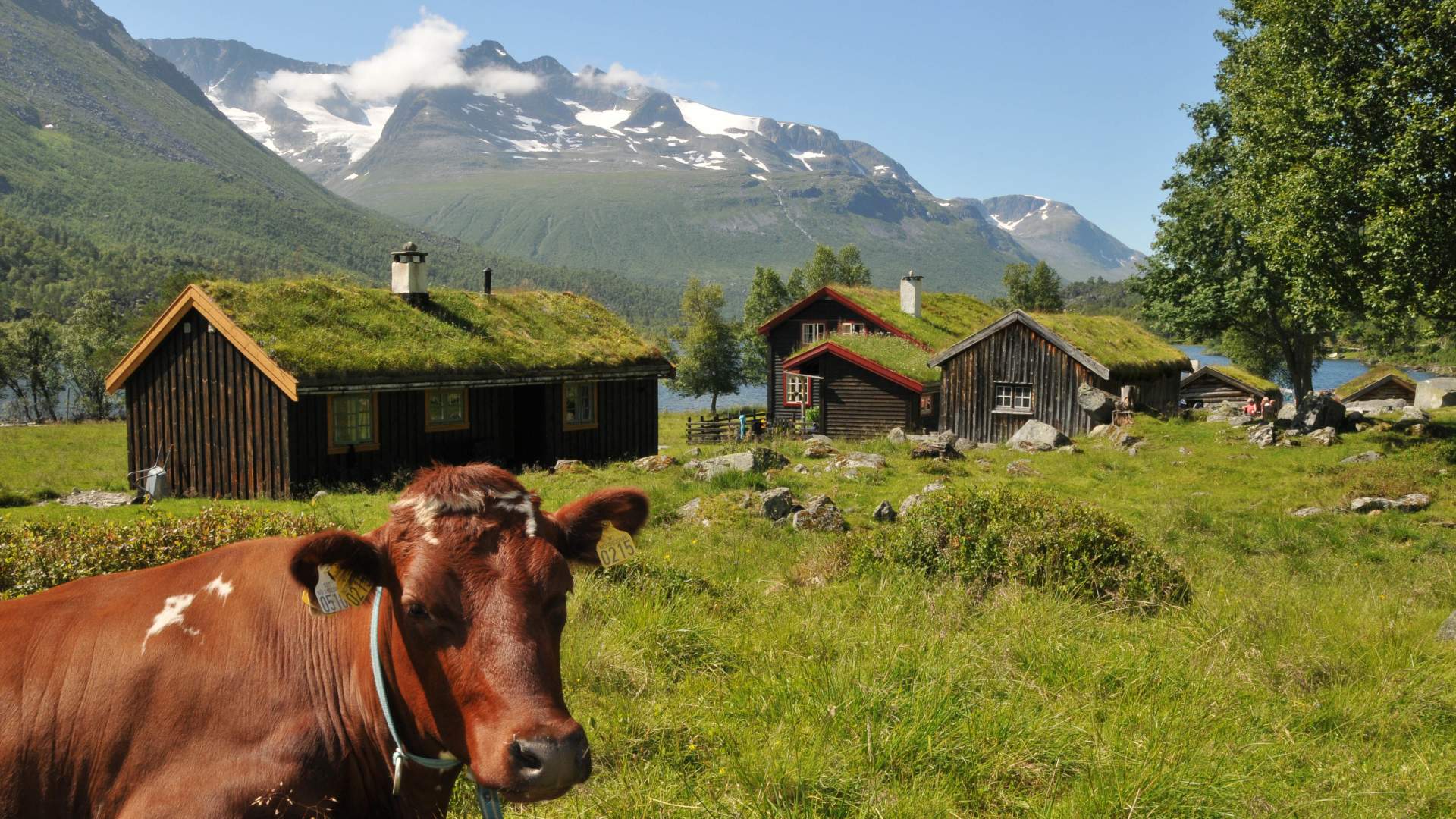 Renndølsetra - Summer pasture farm hotel in Innerdalen