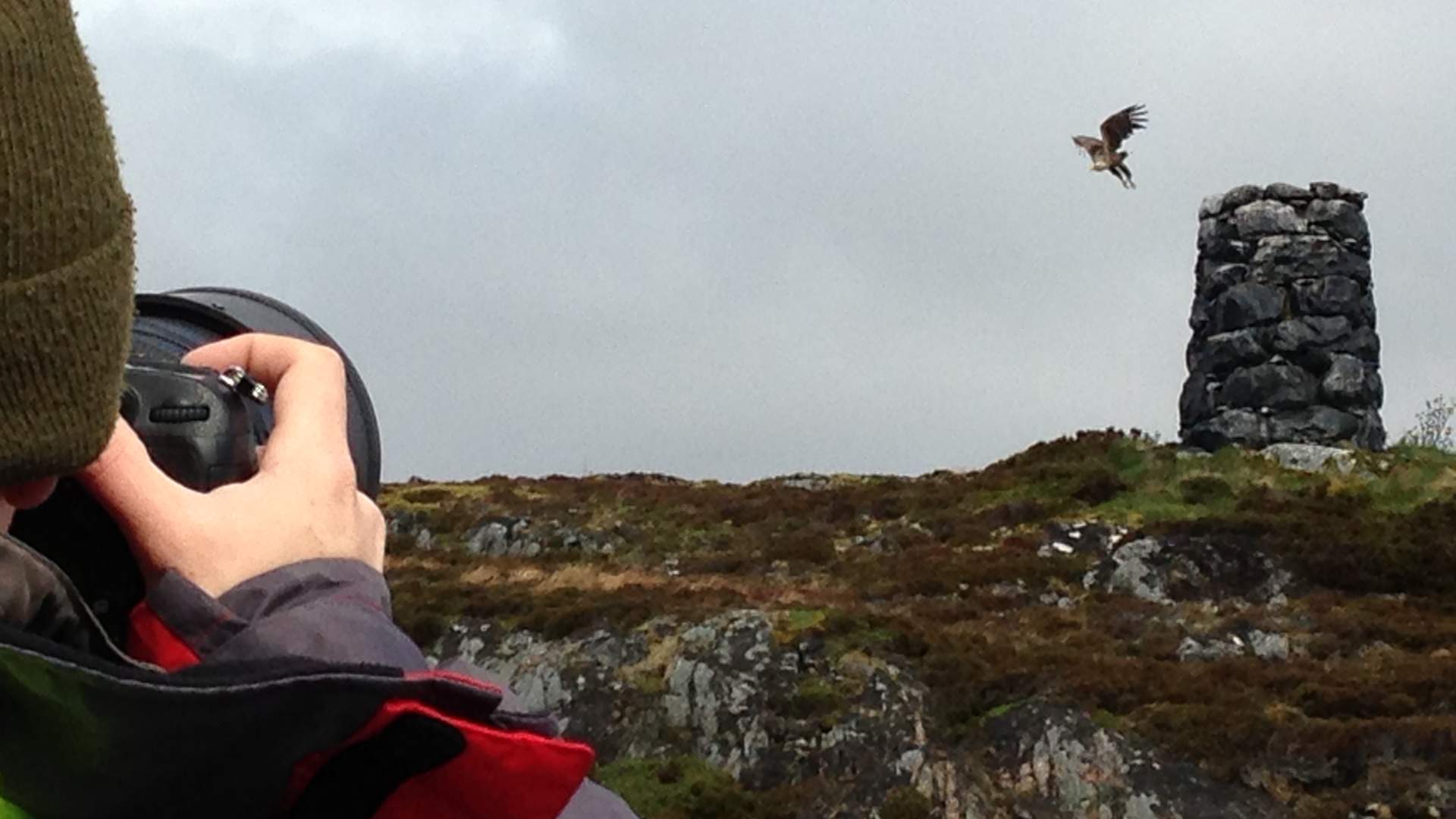 2-hour White Tailed Eagle Safari- Smøla Naturopplevelser