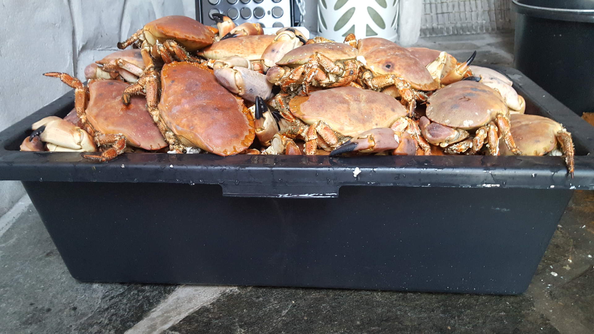 Kjelstad Holidayhouses Kalvåg