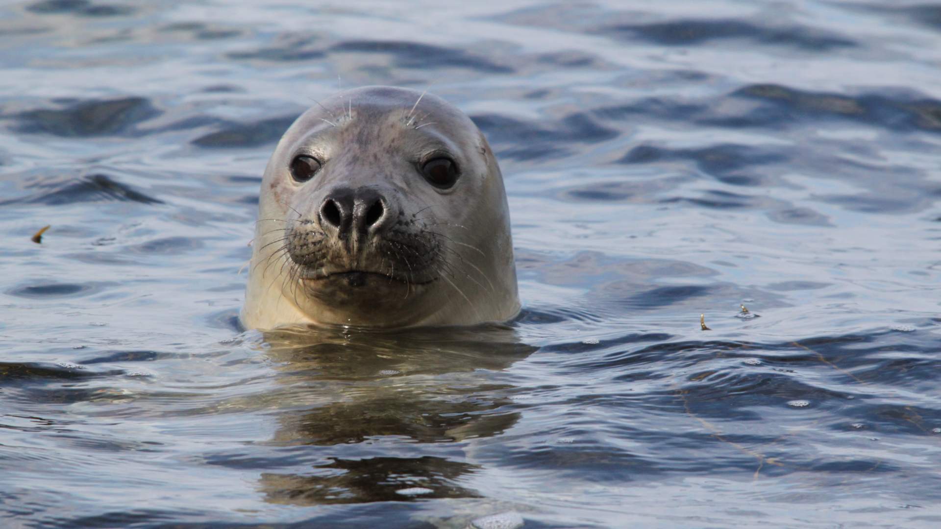 Selsafari med snorkel ved Atlanterhavsveien - Strømsholmen Sjøsportsenter