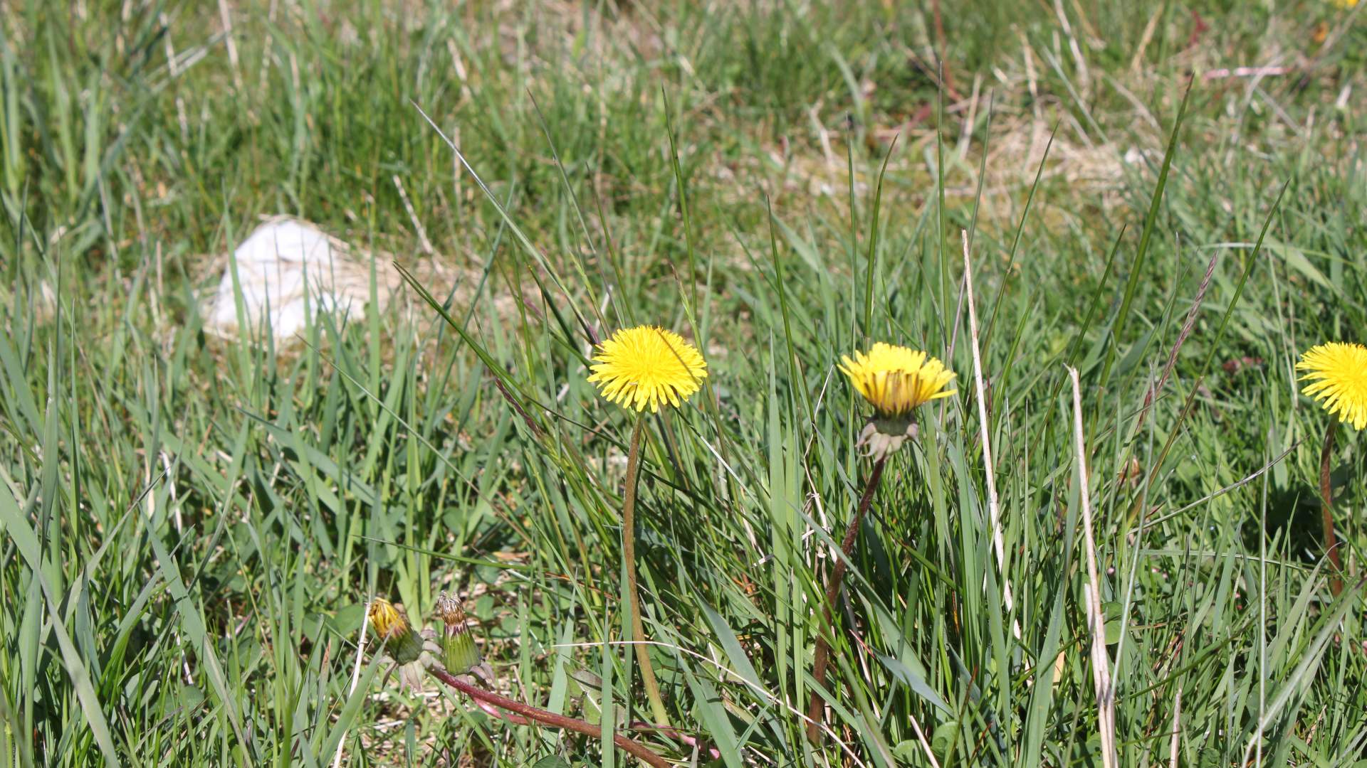 Rundtour Flekkstad - Helland auf Rennesøy