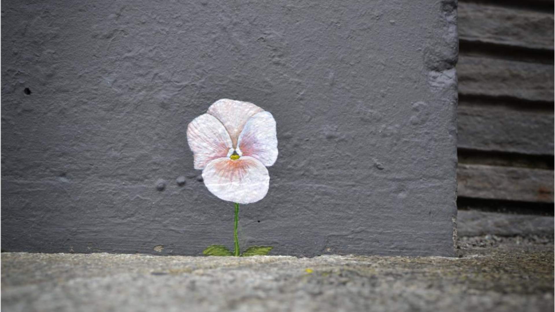 Stavanger Street art: “Beaten!” – The Pansy Project von Paul Harfleet