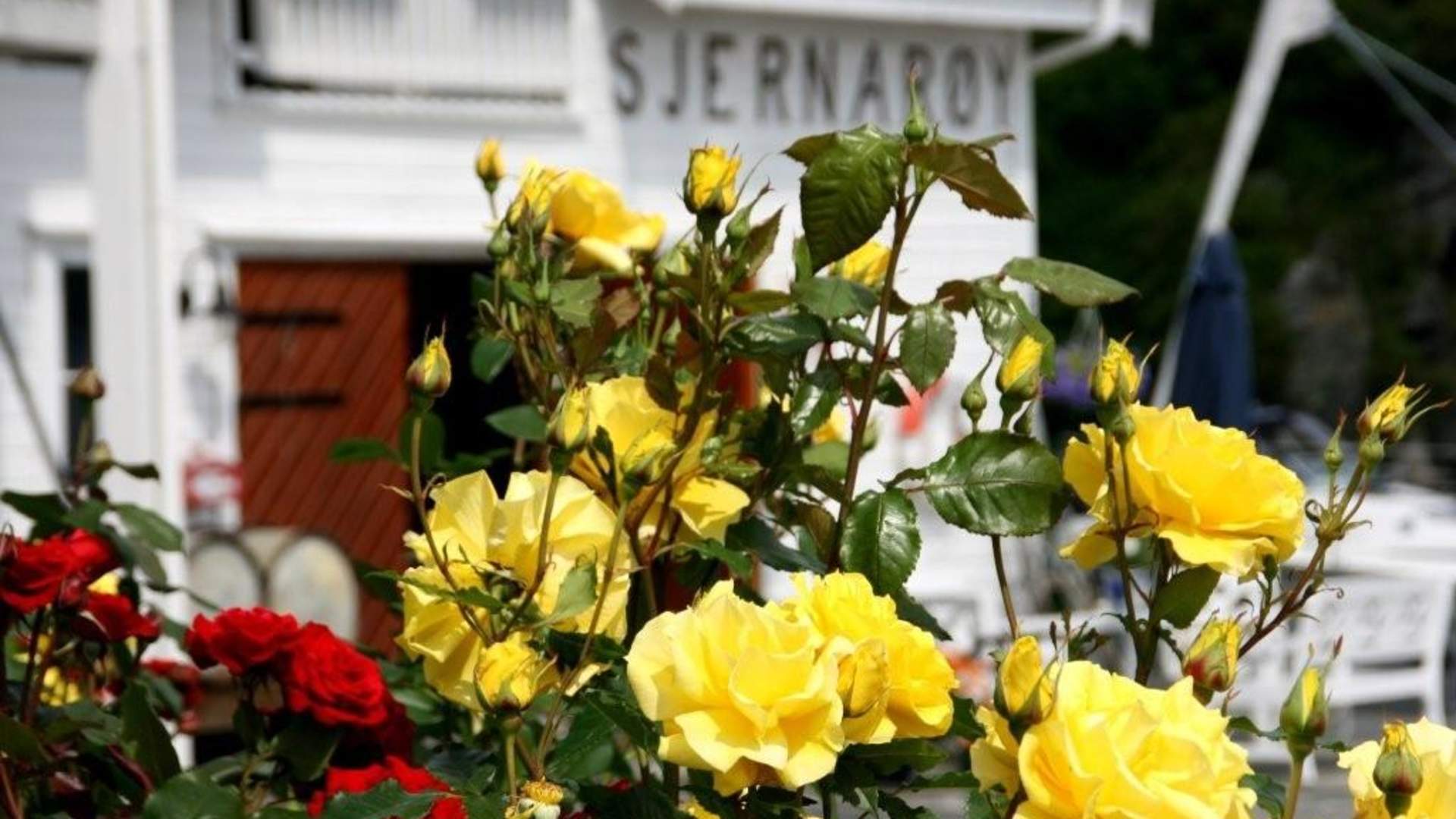 Sommeridyll på Ramsvig