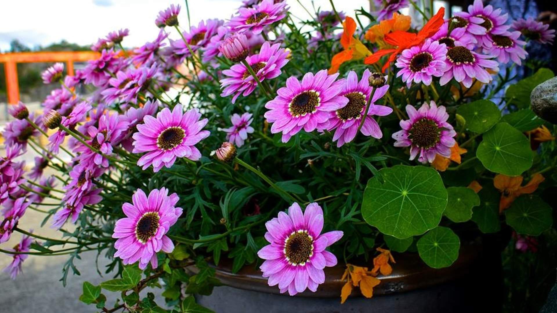 Naustene på Bersagel