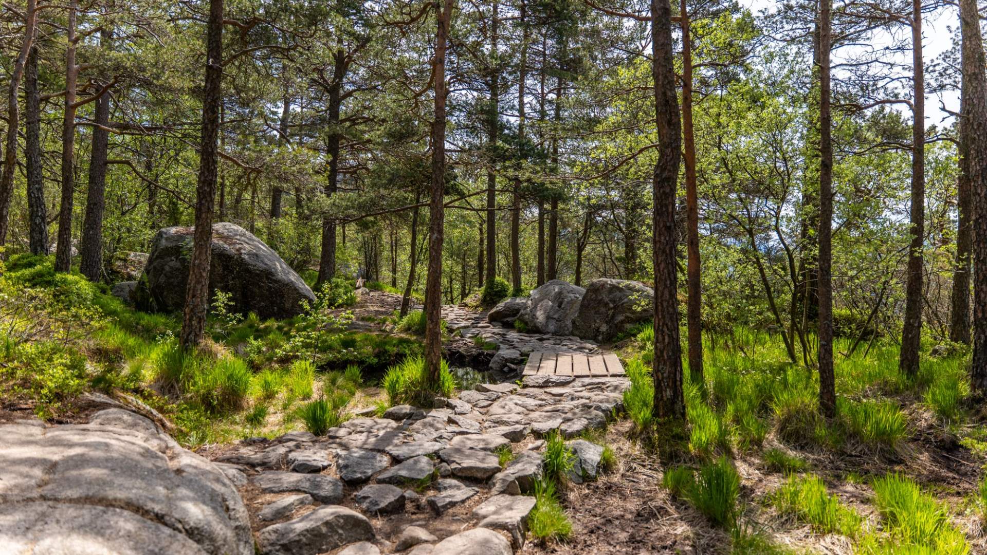 Preikestolen Express Bus from Stavanger to Preikestolen Mountain Lodge