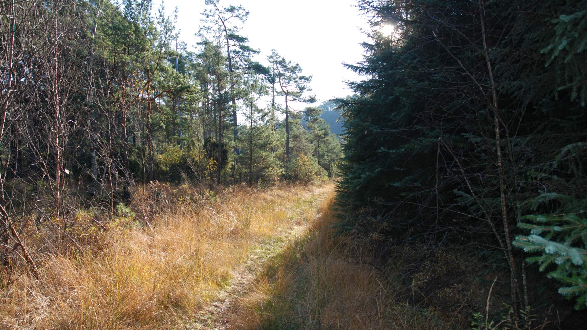 Wanderung nach Tjobergshaugen