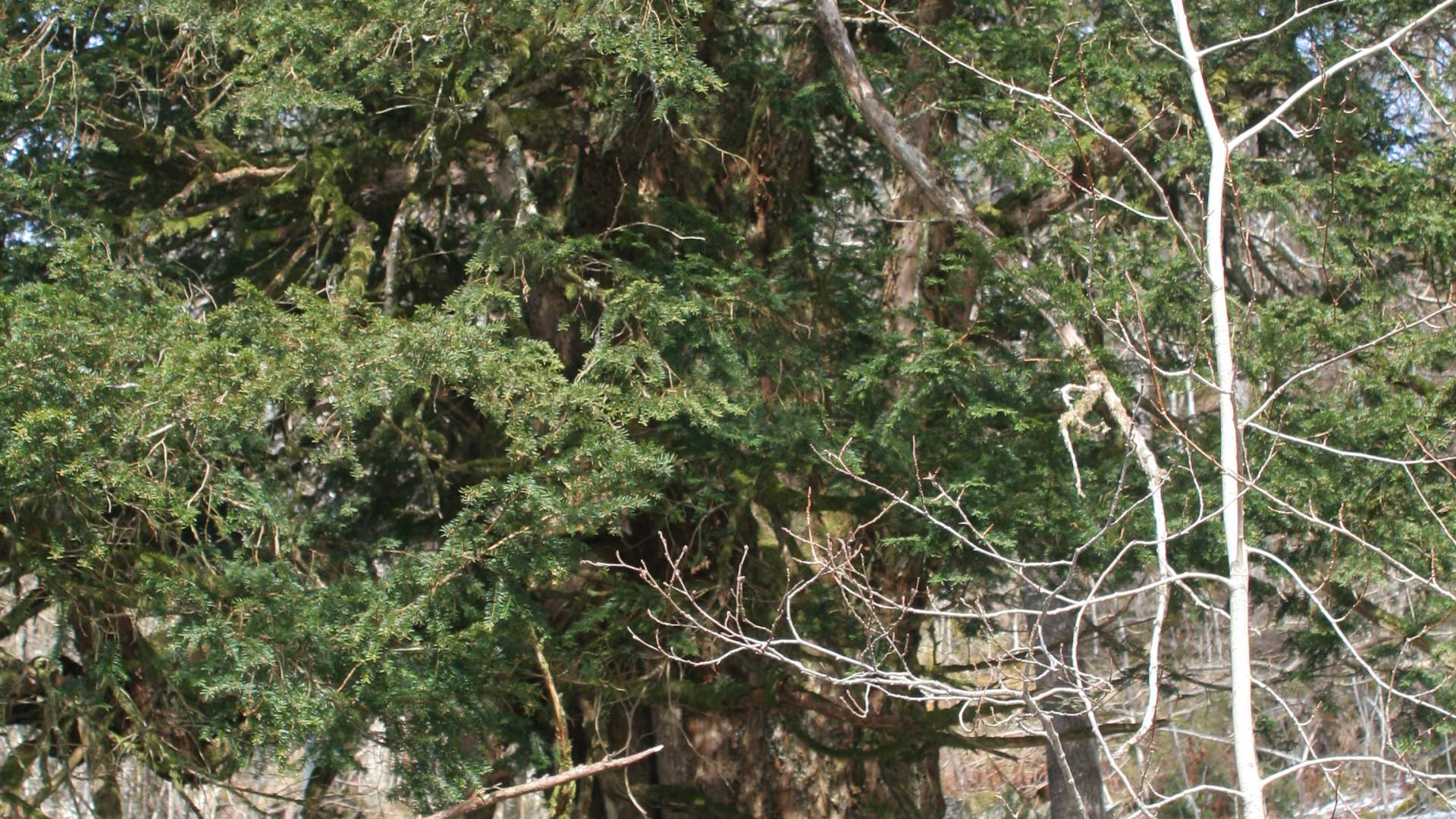 Wanderung zur alten Eibe auf Varaldsøy