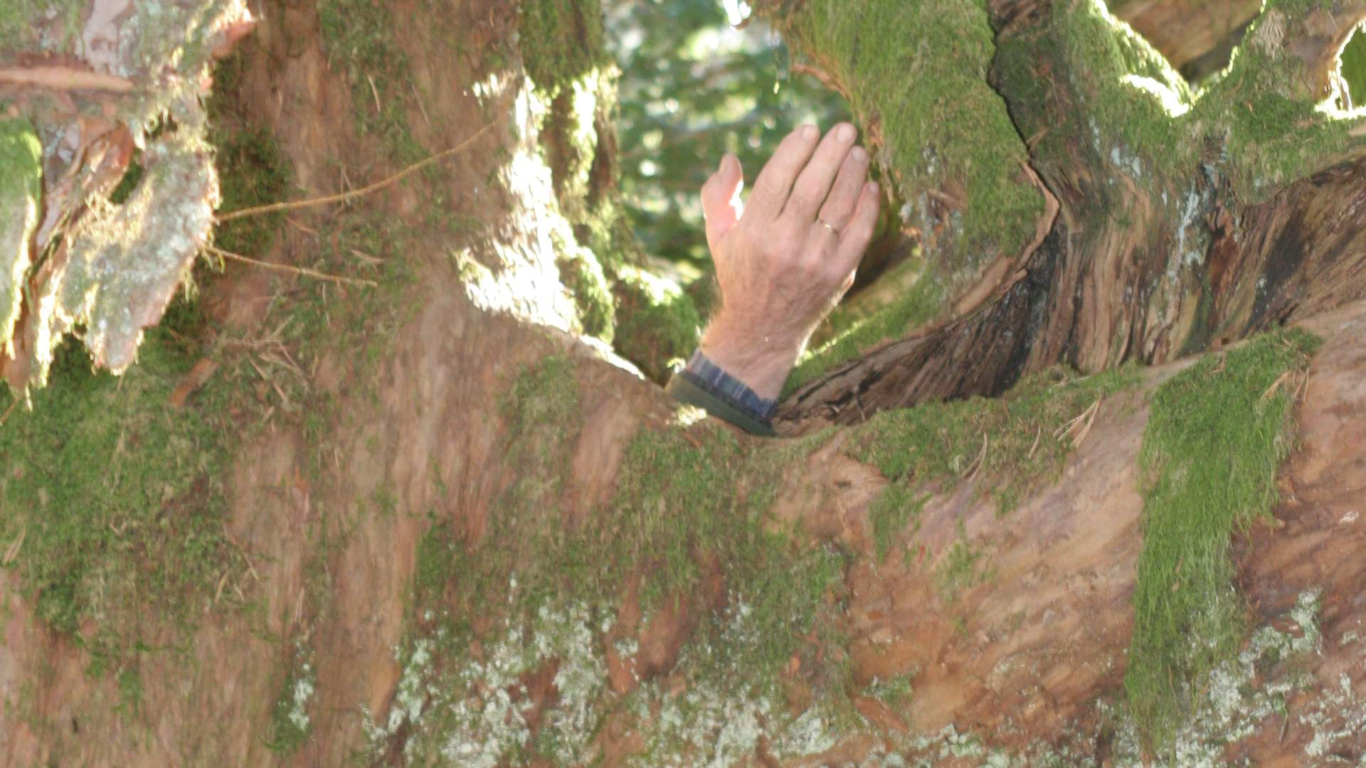 Wanderung zur alten Eibe auf Varaldsøy