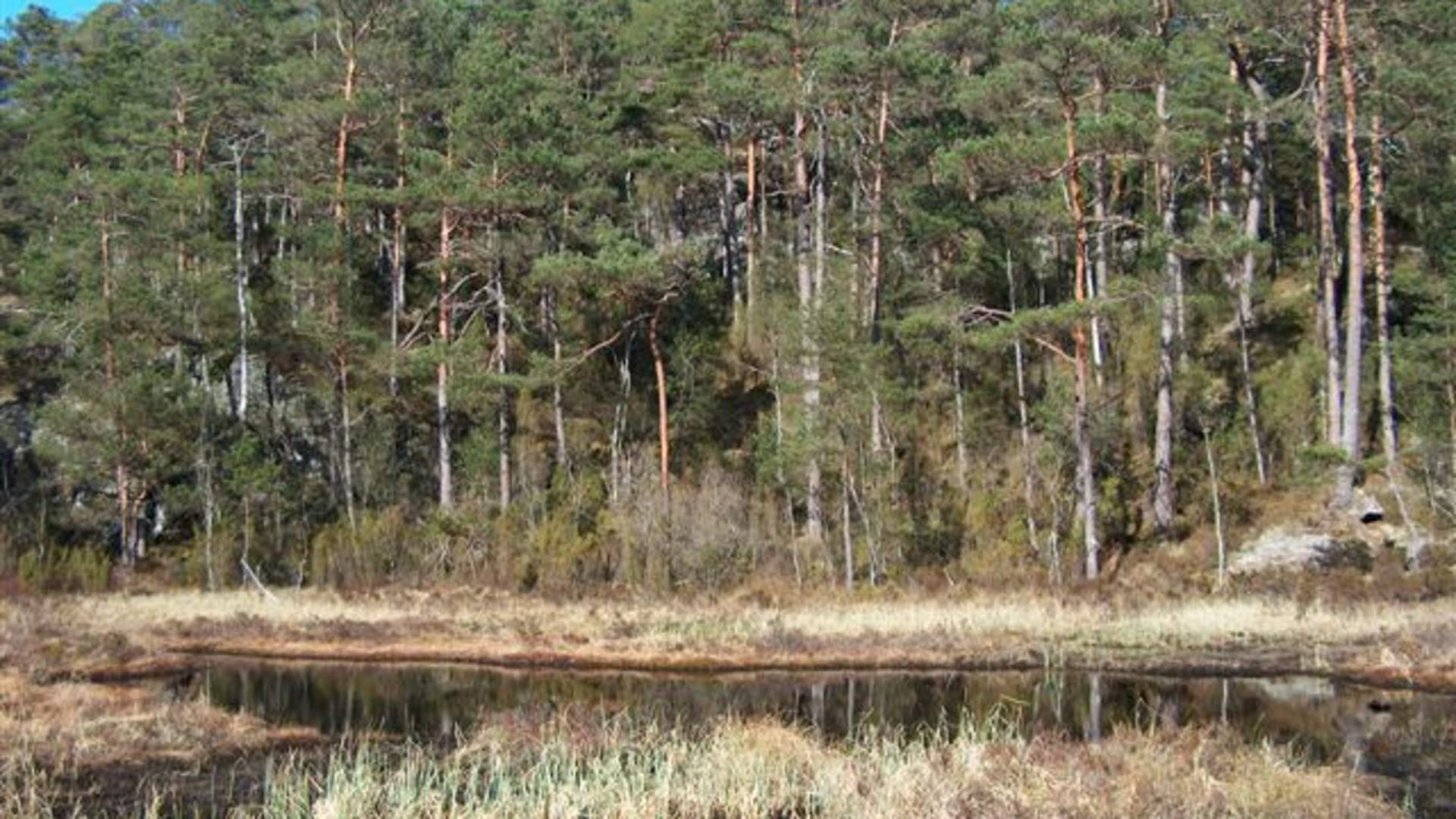 Wanderung nach Tjobergshaugen