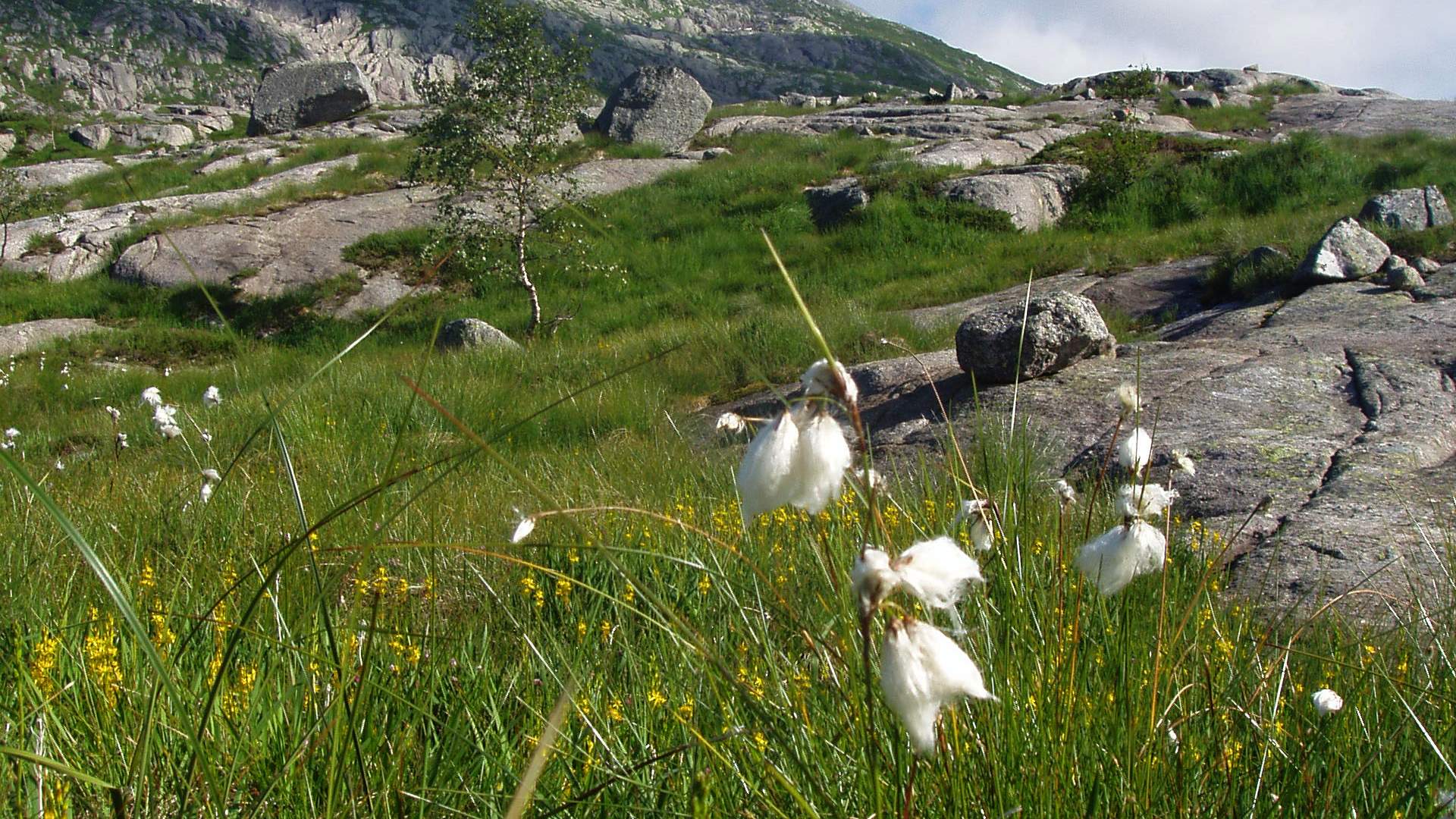 Tursti til Ulvanosa frå Utåker