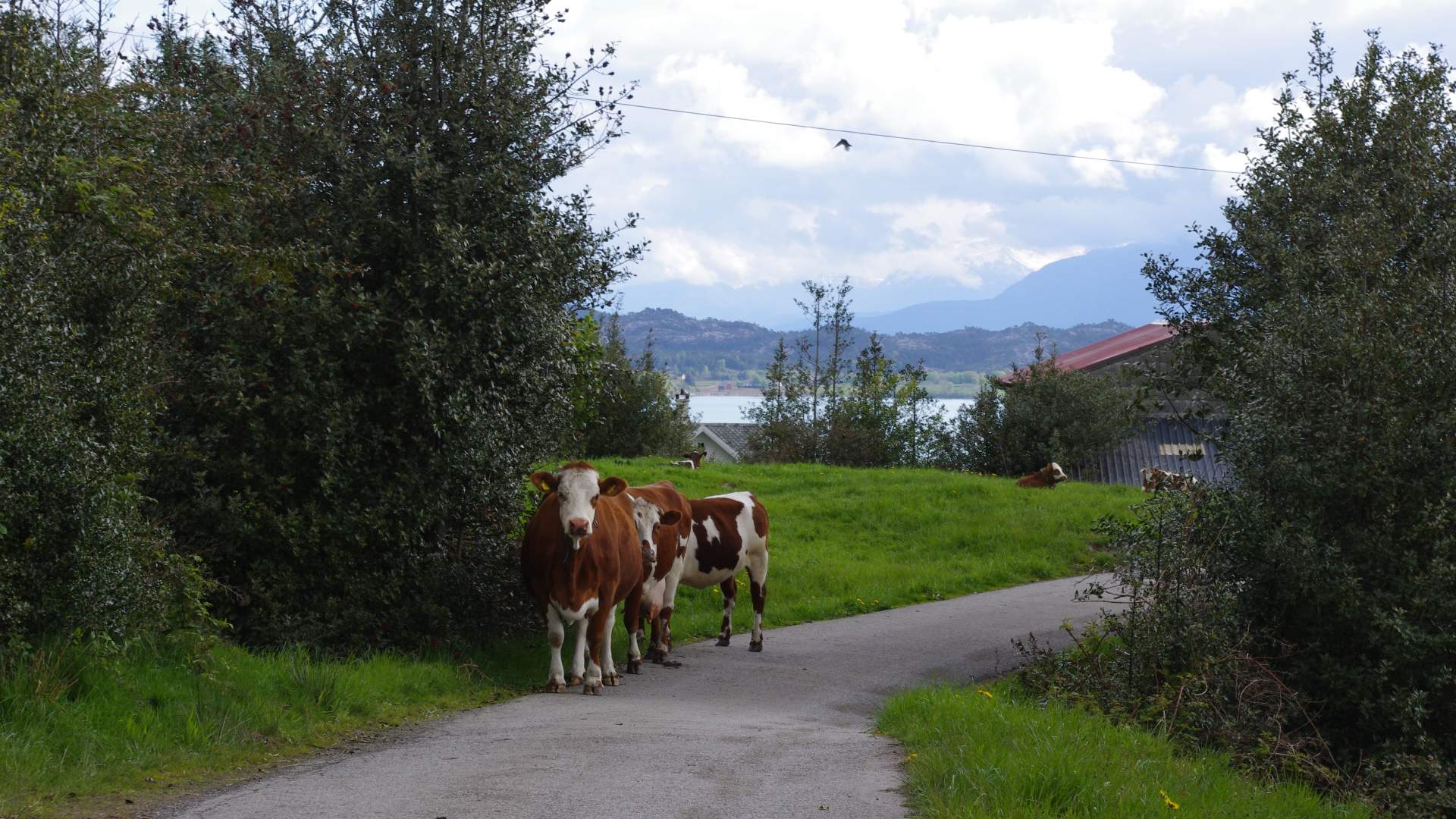 Roundtrip: Leirvik - Fjellgardane (20km)