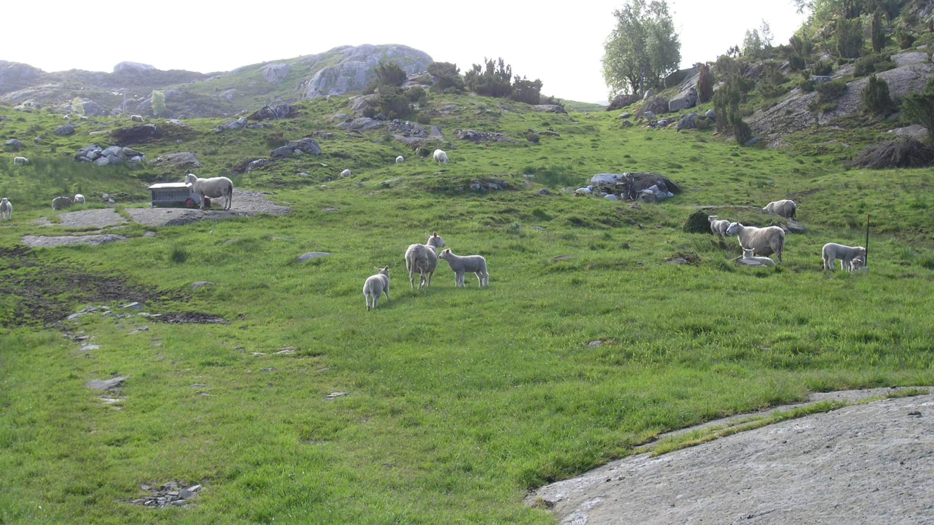 Sykkeltur Kvalvåg-Halseid (37 km.)