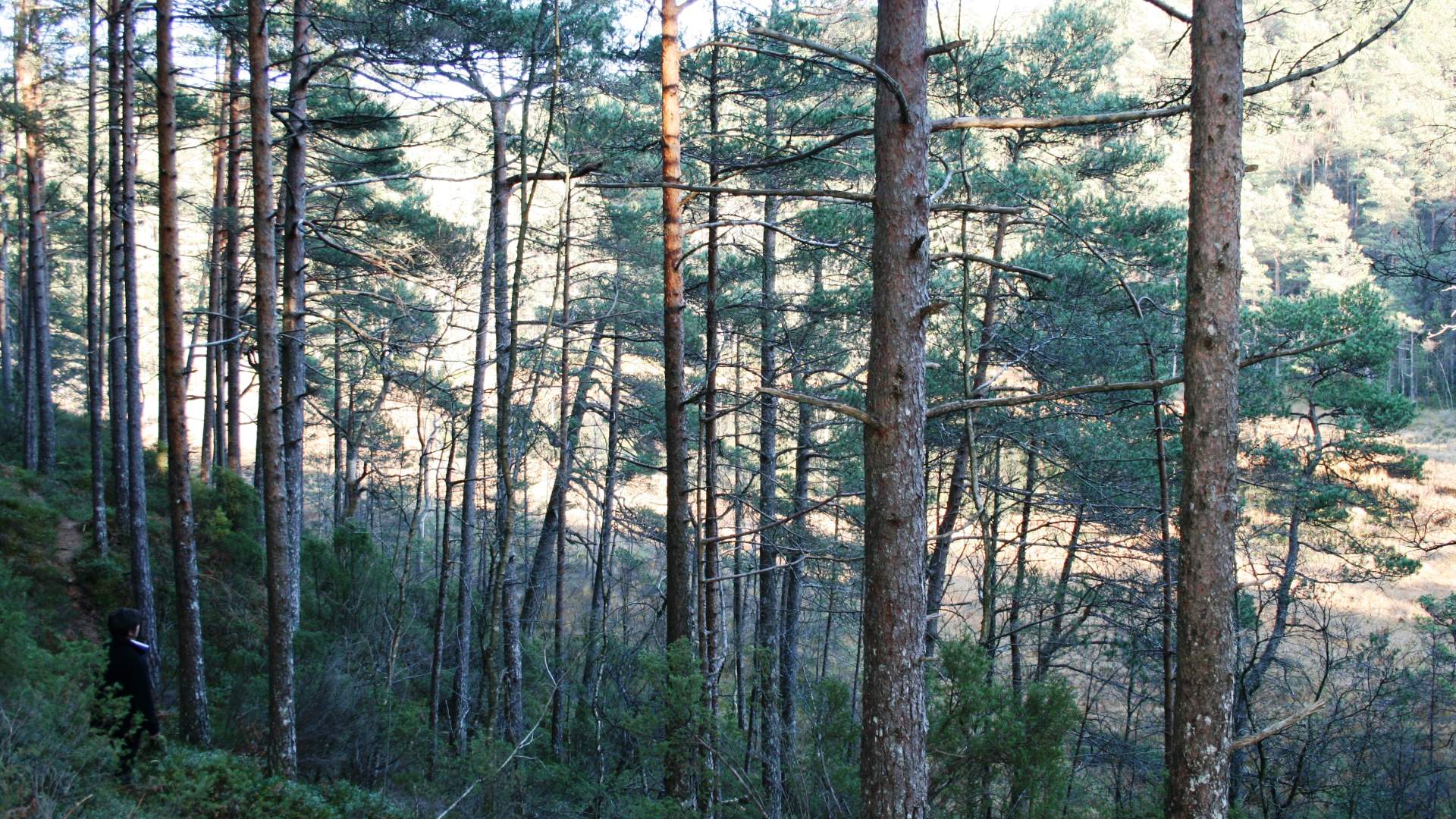 Wanderweg - Myklestadskogen, Tysnes