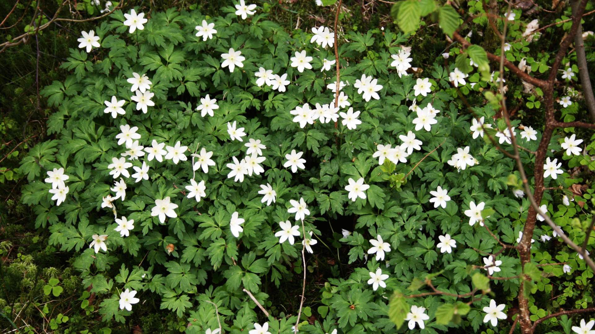 Sykkelrute Landåsen turområde (4,5 km)