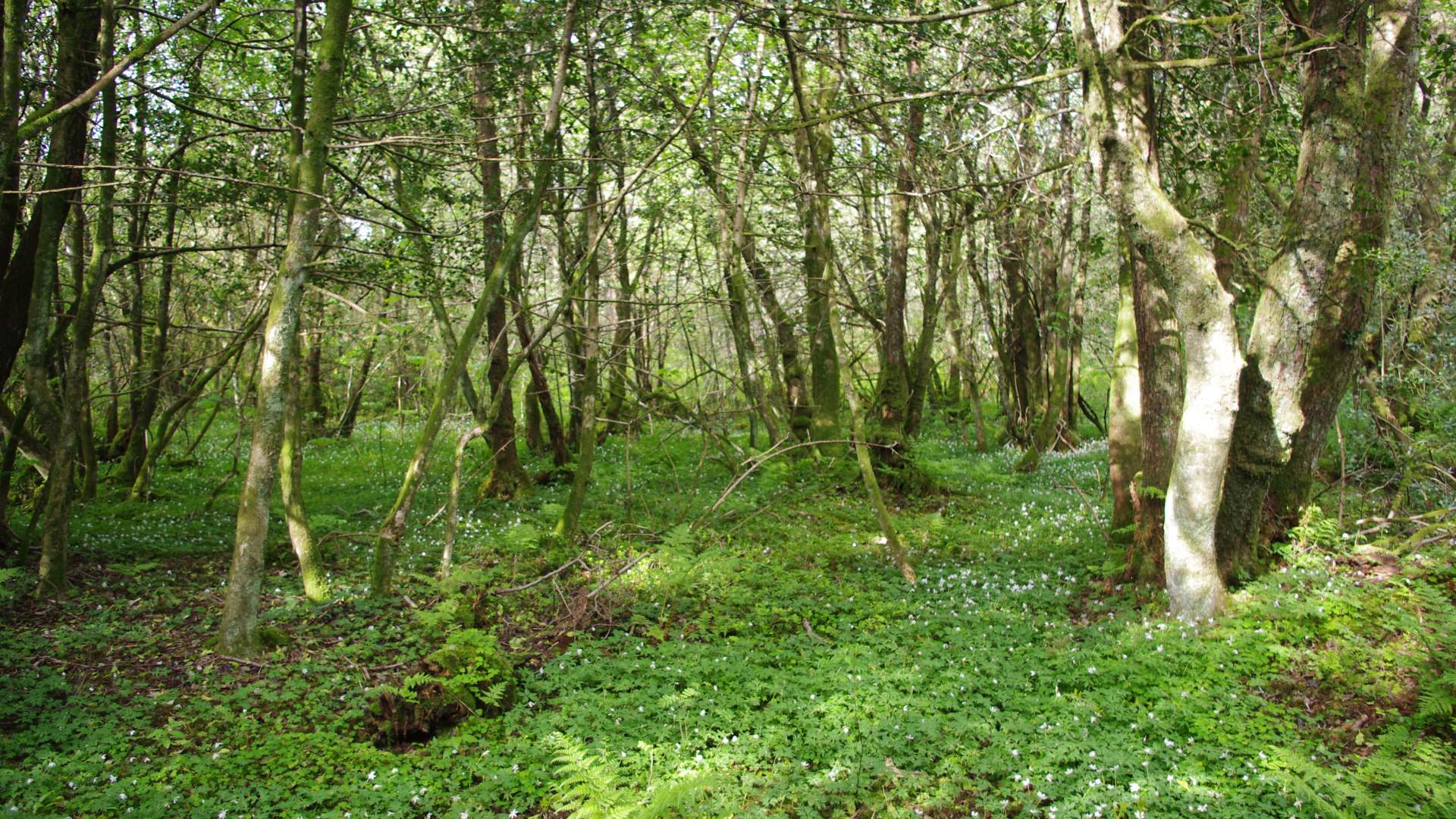 Roundtrip: Leirvik - Fjellgardane (20km)