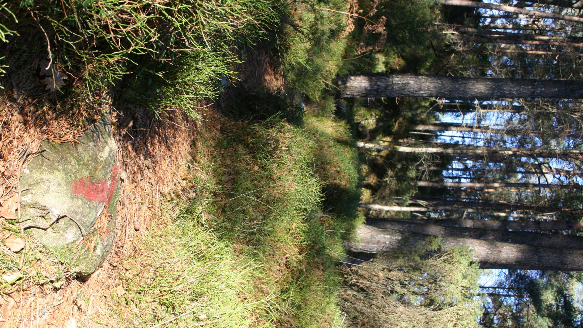 Wanderweg - Myklestadskogen, Tysnes