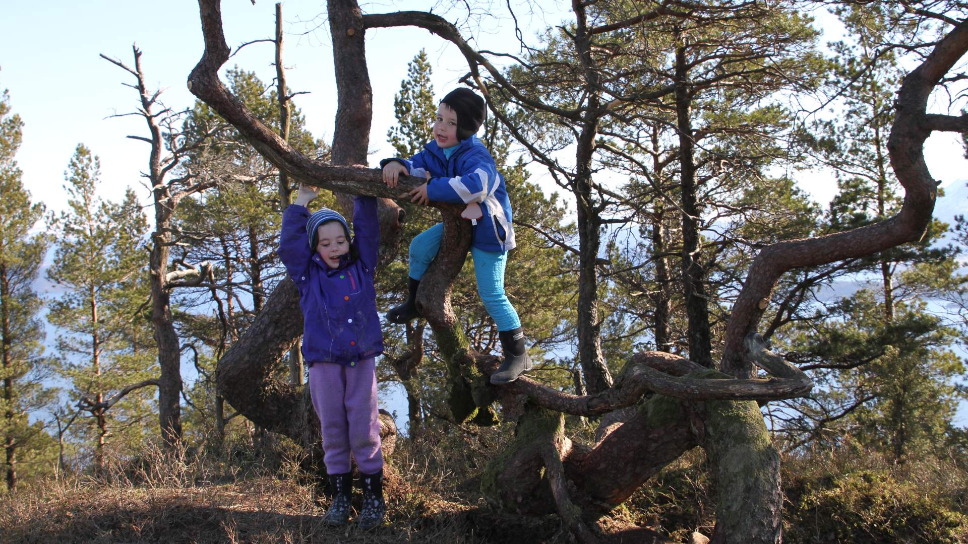 Tur Nyabruo - Blåbærhaugen