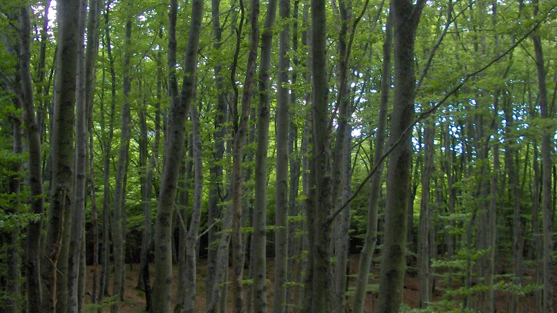 Circular walk in Skånevika via the beech forest and the postal road bridge