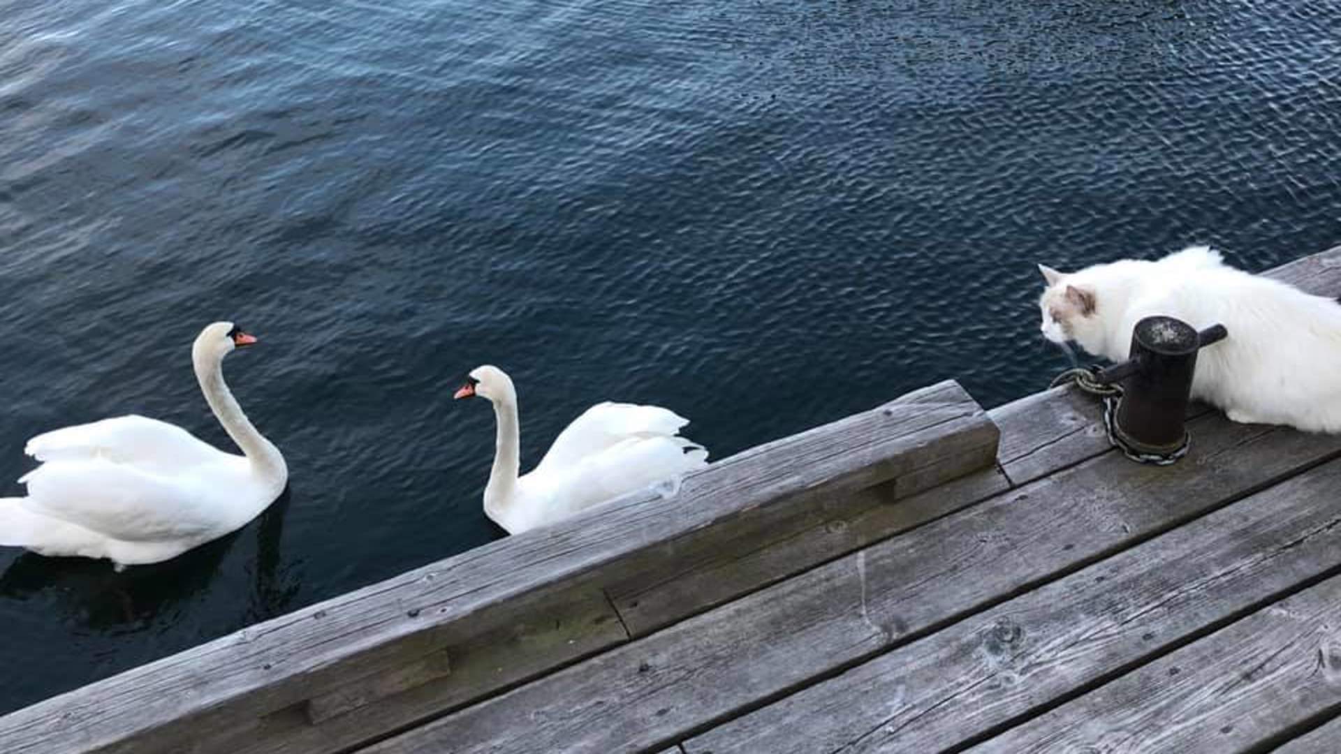 Biekronå, Espevær gjestehamn