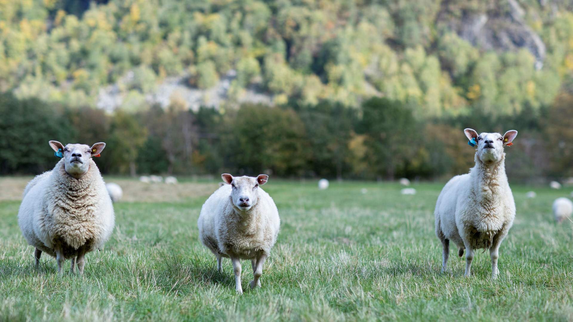 Rauma Ullvarefabrikk
